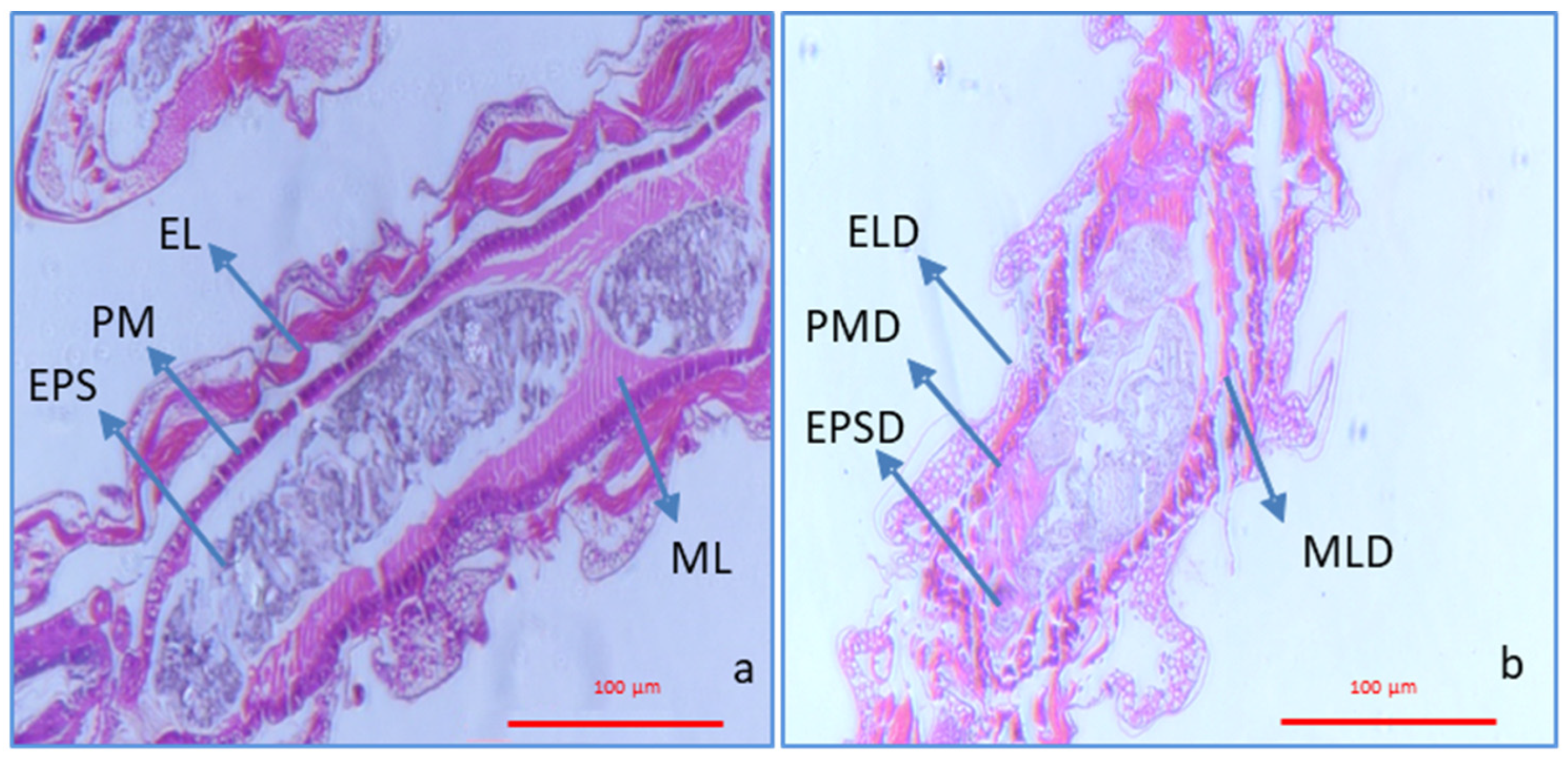 Agronomy 14 00310 g007 Agronomy 14 00310 g007