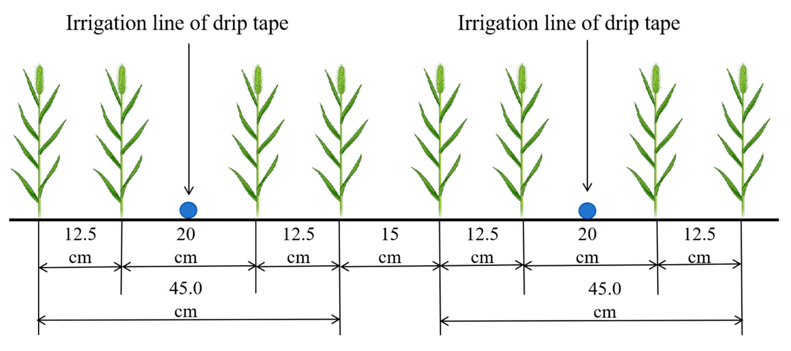 Agronomy 14 00312 g002
