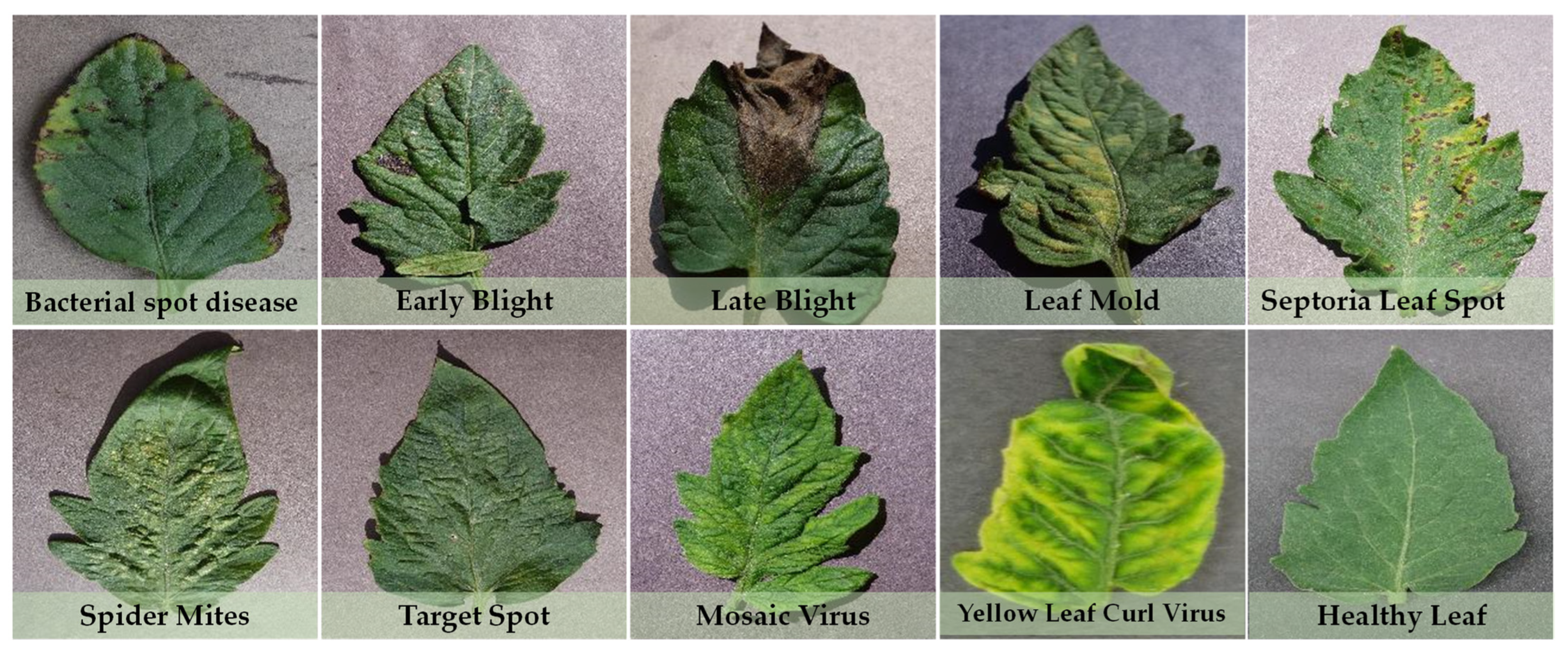 Agronomy 14 00327 g002