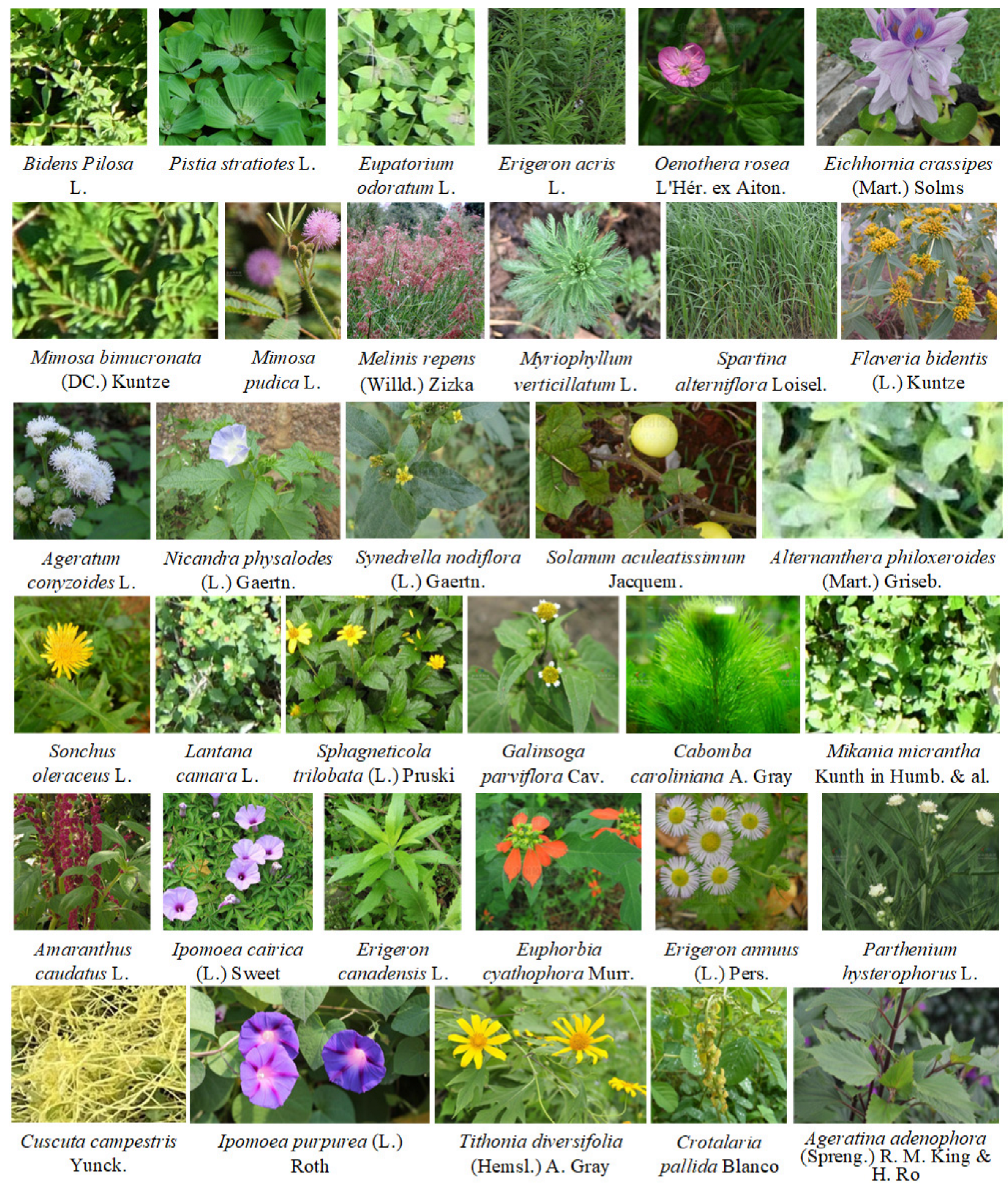 Agronomy 14 00333 g001