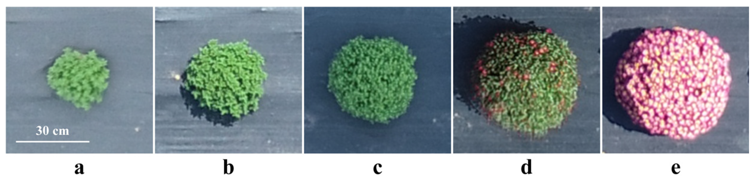 Agronomy 14 00337 g007