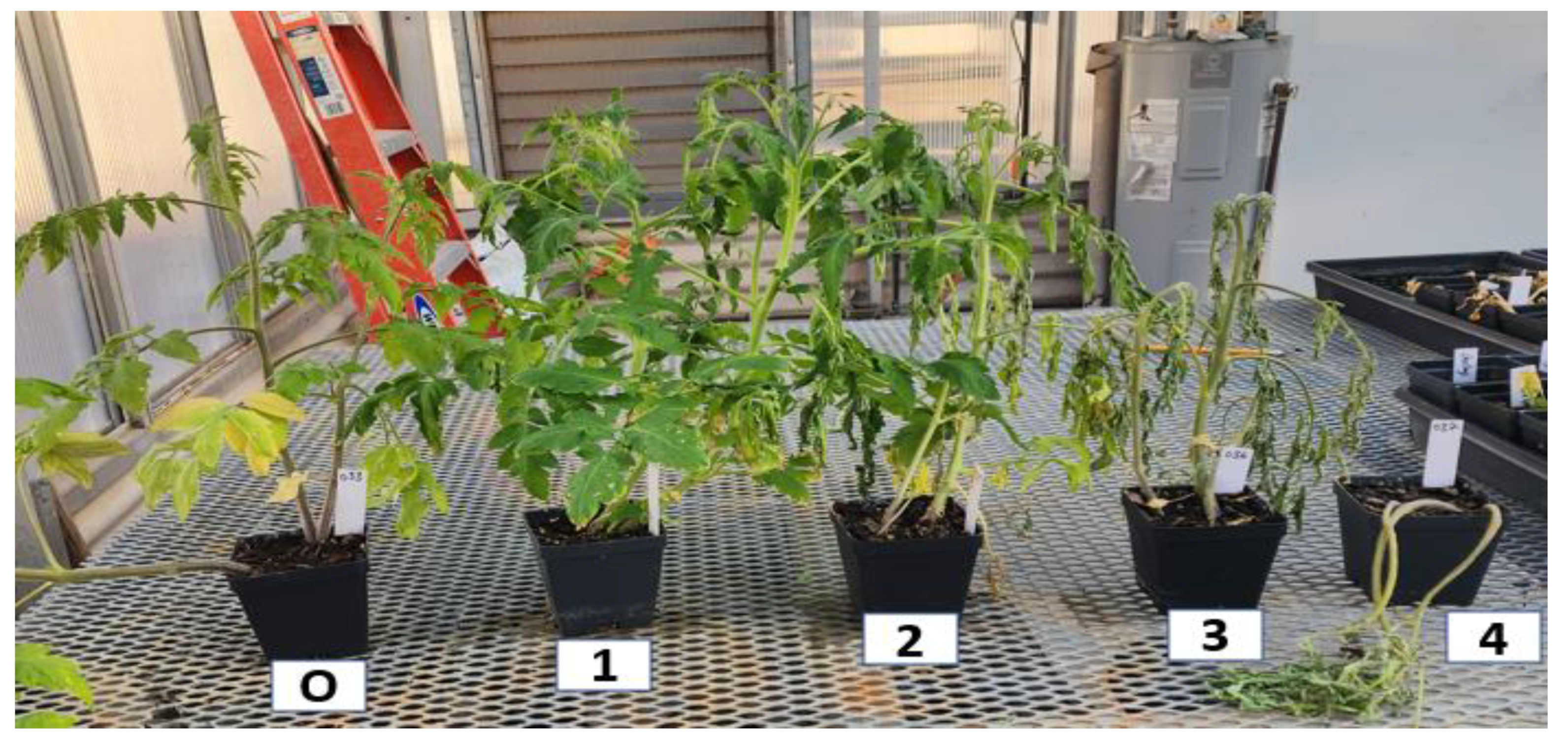 Agronomy 14 00350 g002