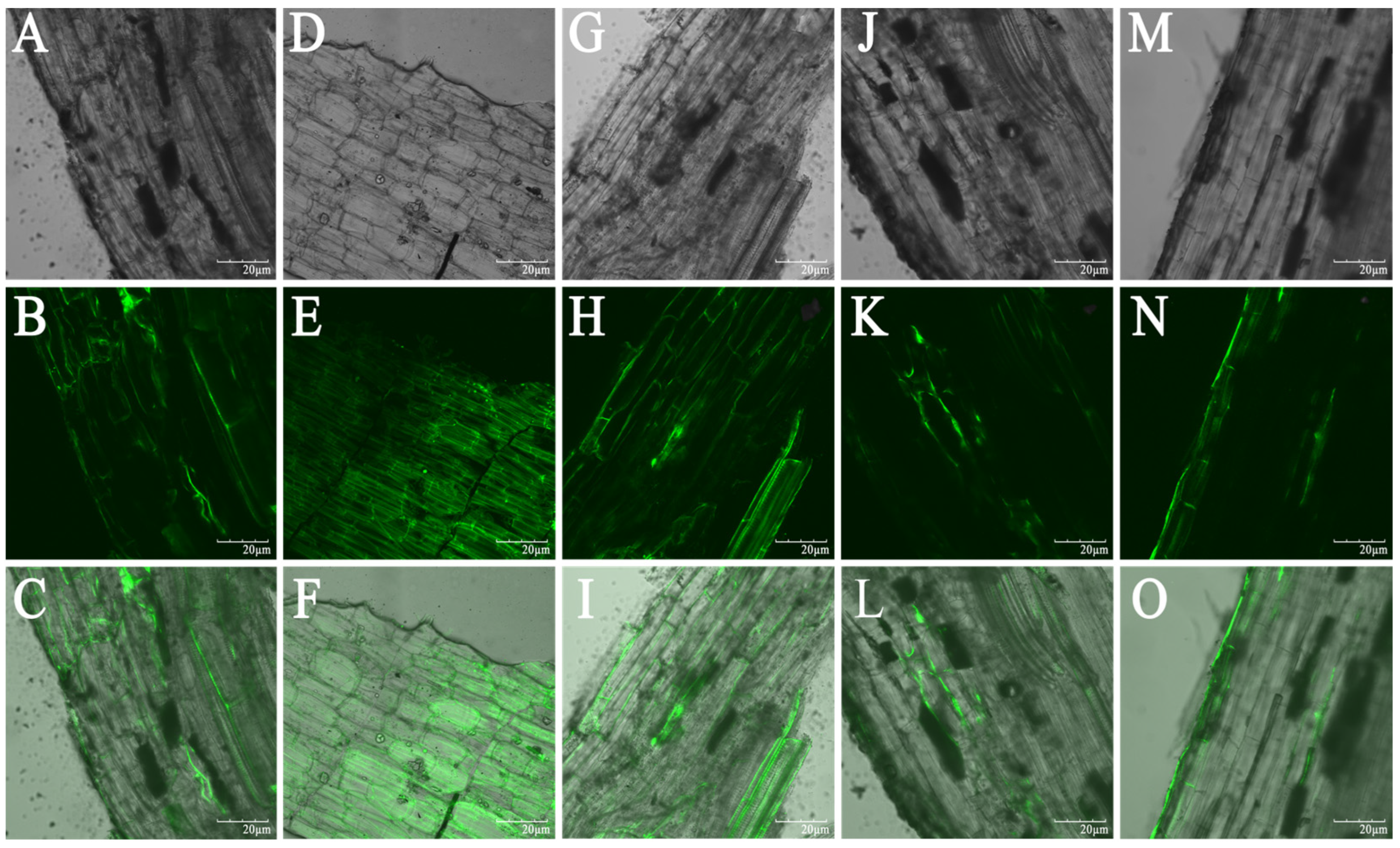 Agronomy 14 00351 g007