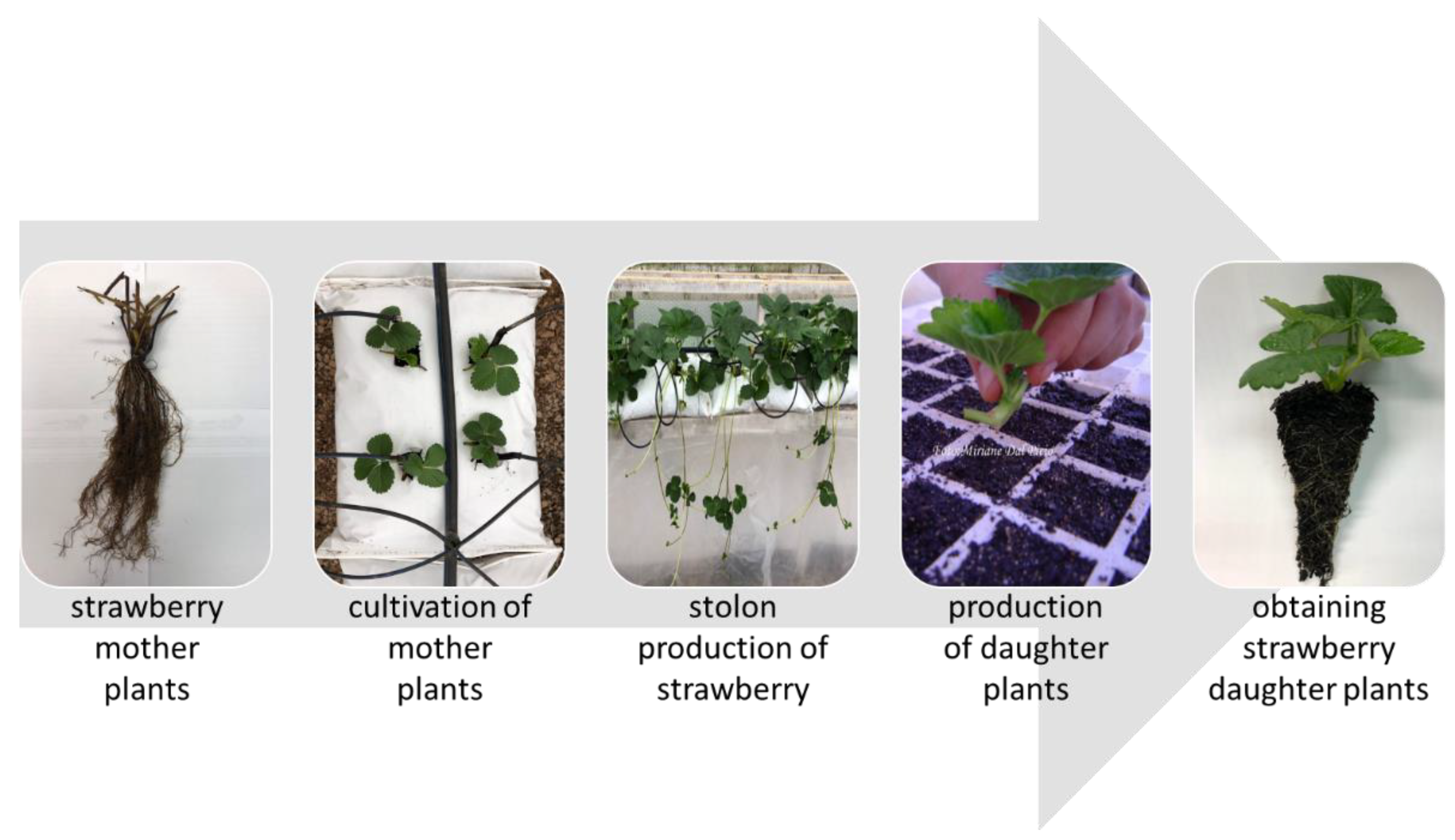 Agronomy 14 00355 g001 Agronomy 14 00355 g001