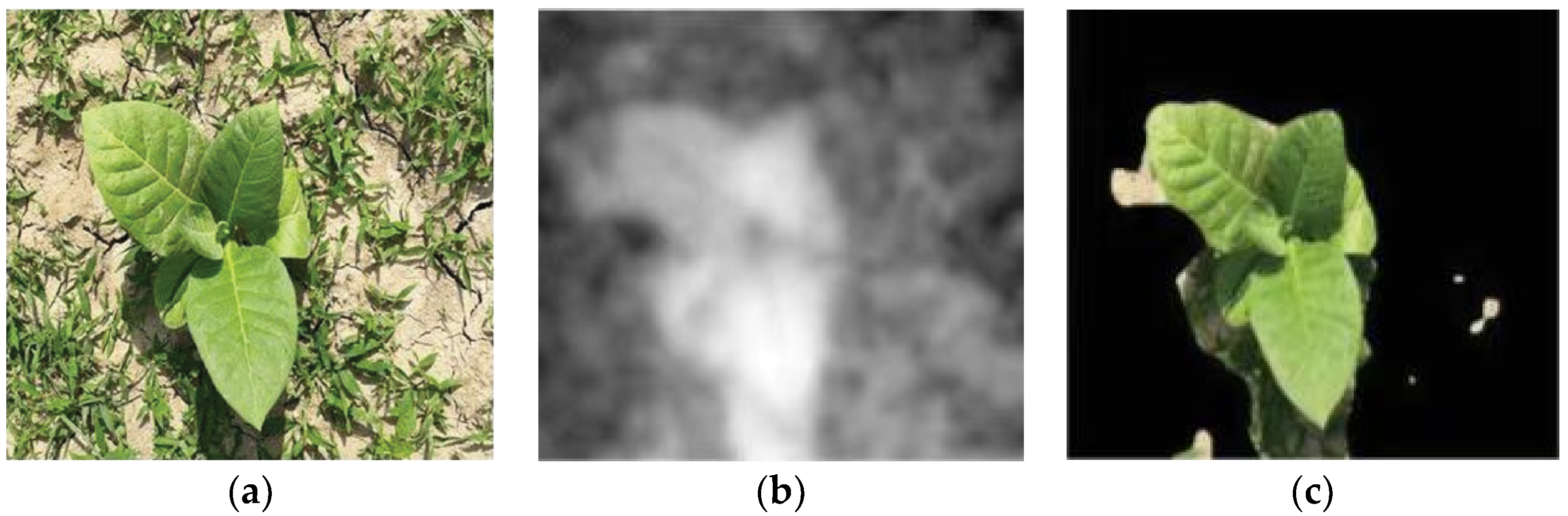 Agronomy 14 00363 g002