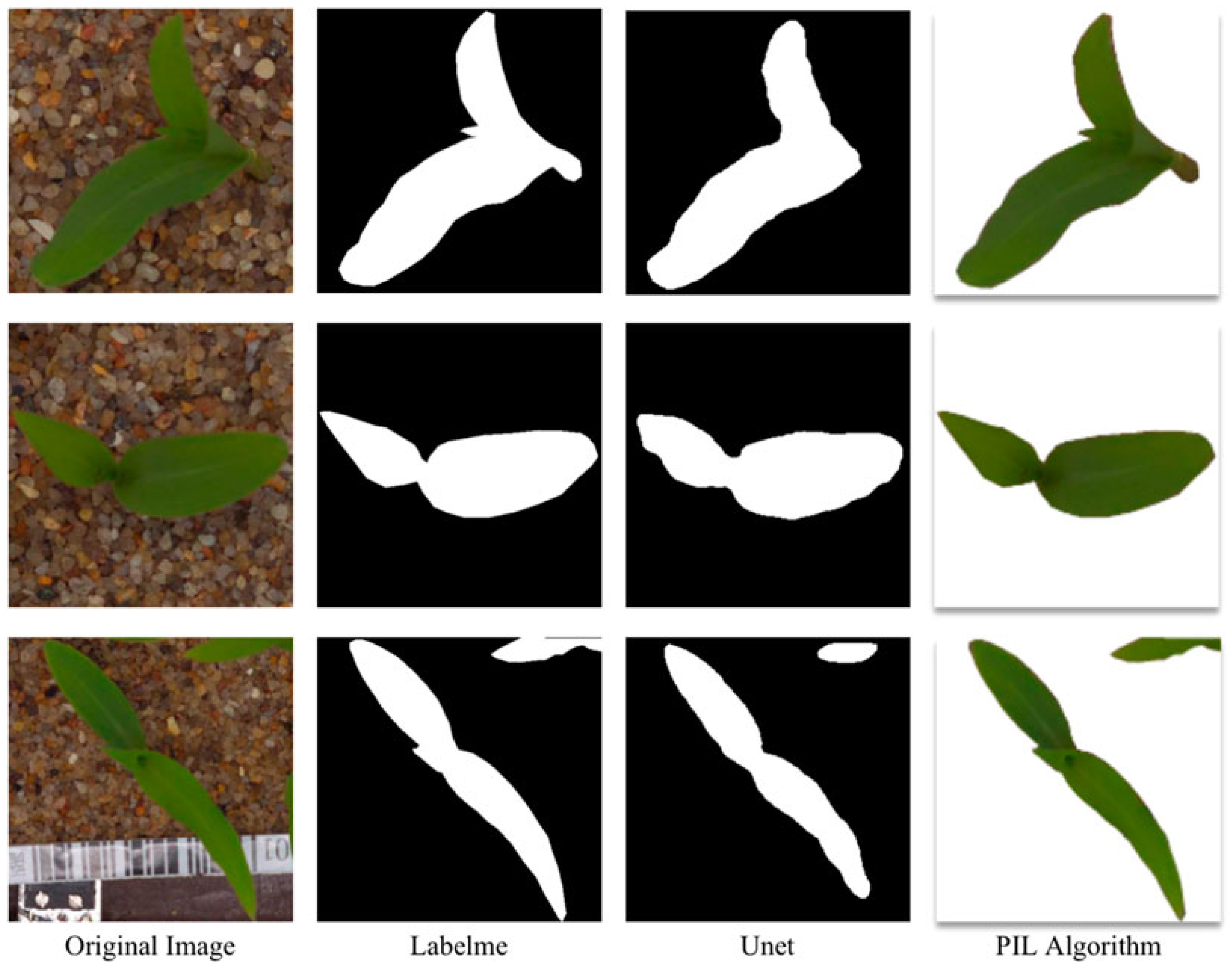 Agronomy 14 00363 g005