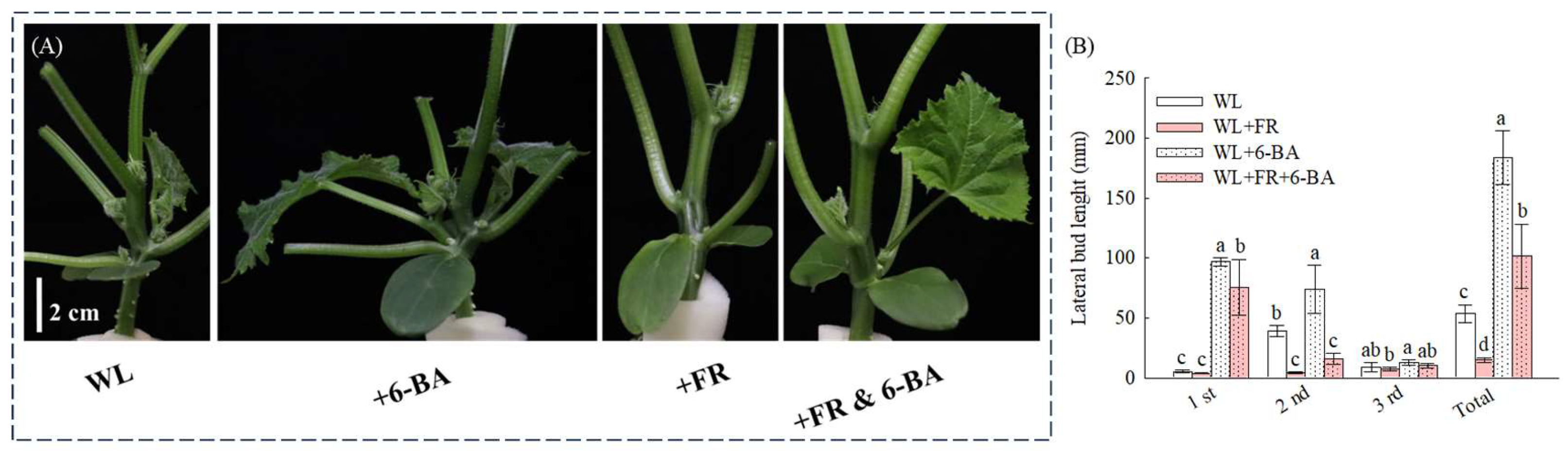 Agronomy 14 00366 g006