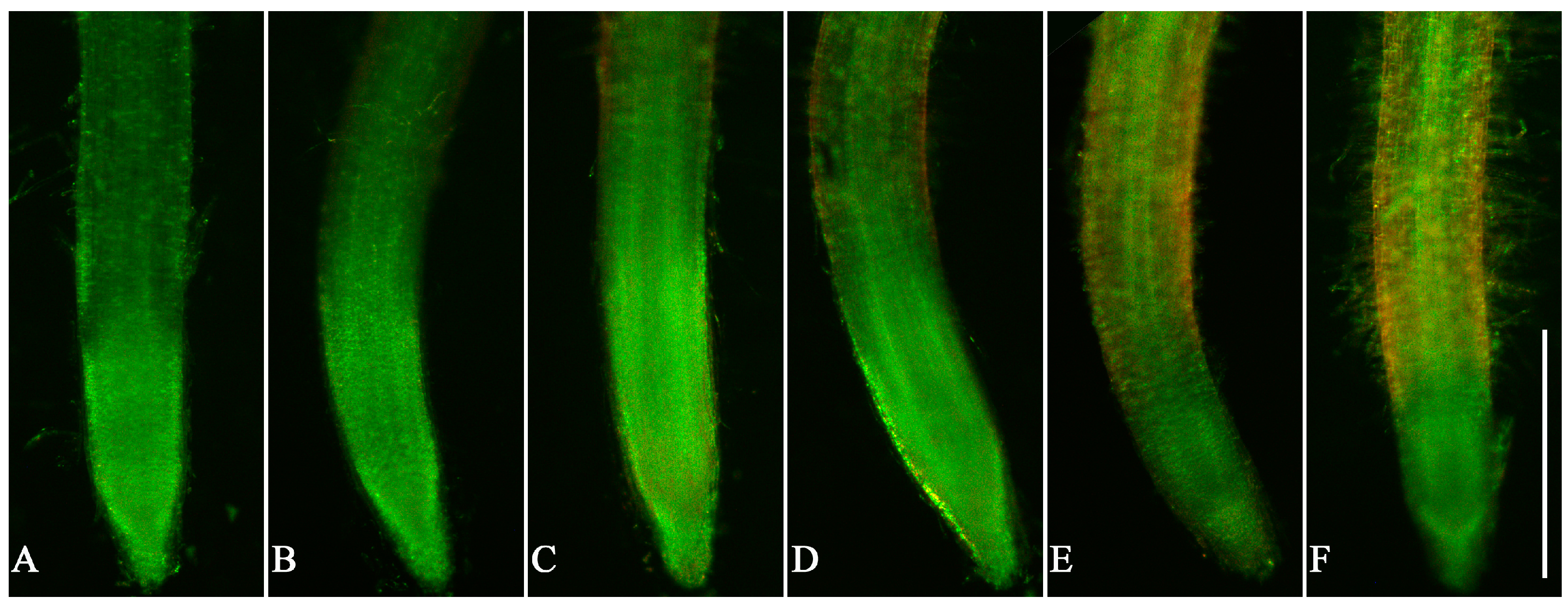 Agronomy 14 00367 g003 Agronomy 14 00367 g003