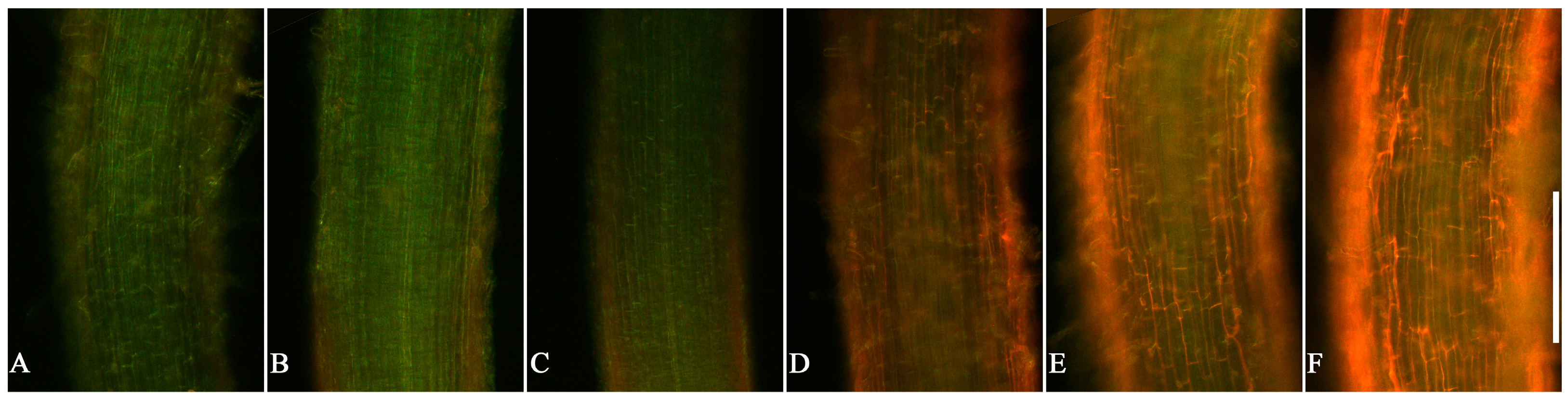 Agronomy 14 00367 g005 Agronomy 14 00367 g005