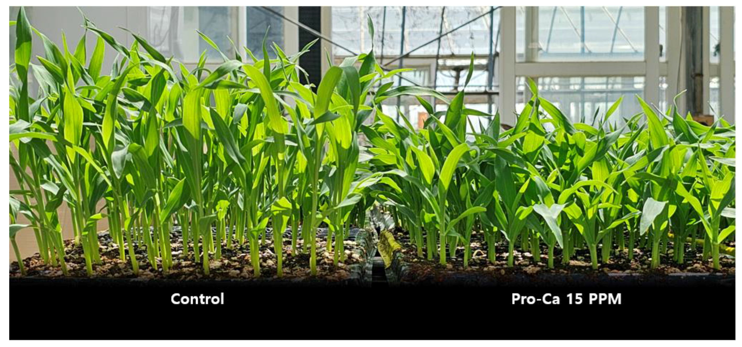 Agronomy 14 00371 g006