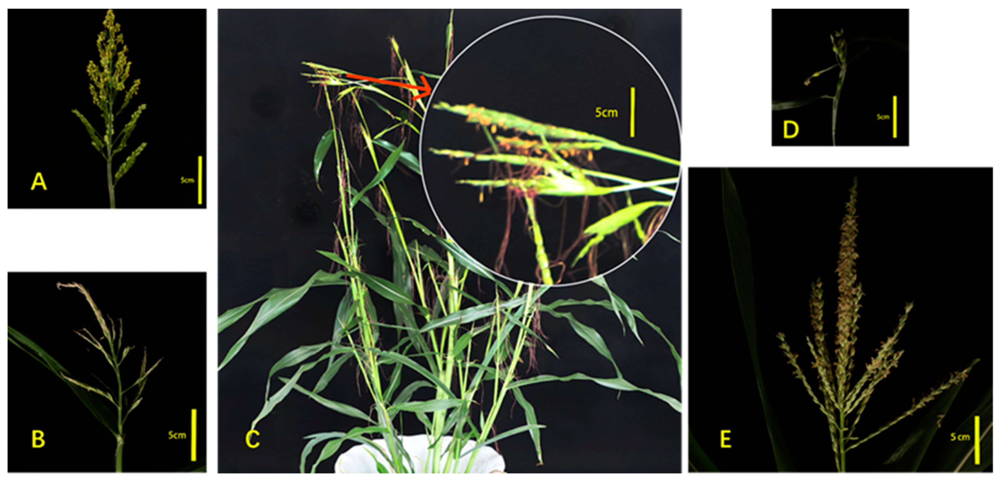 Agronomy 14 00375 g001