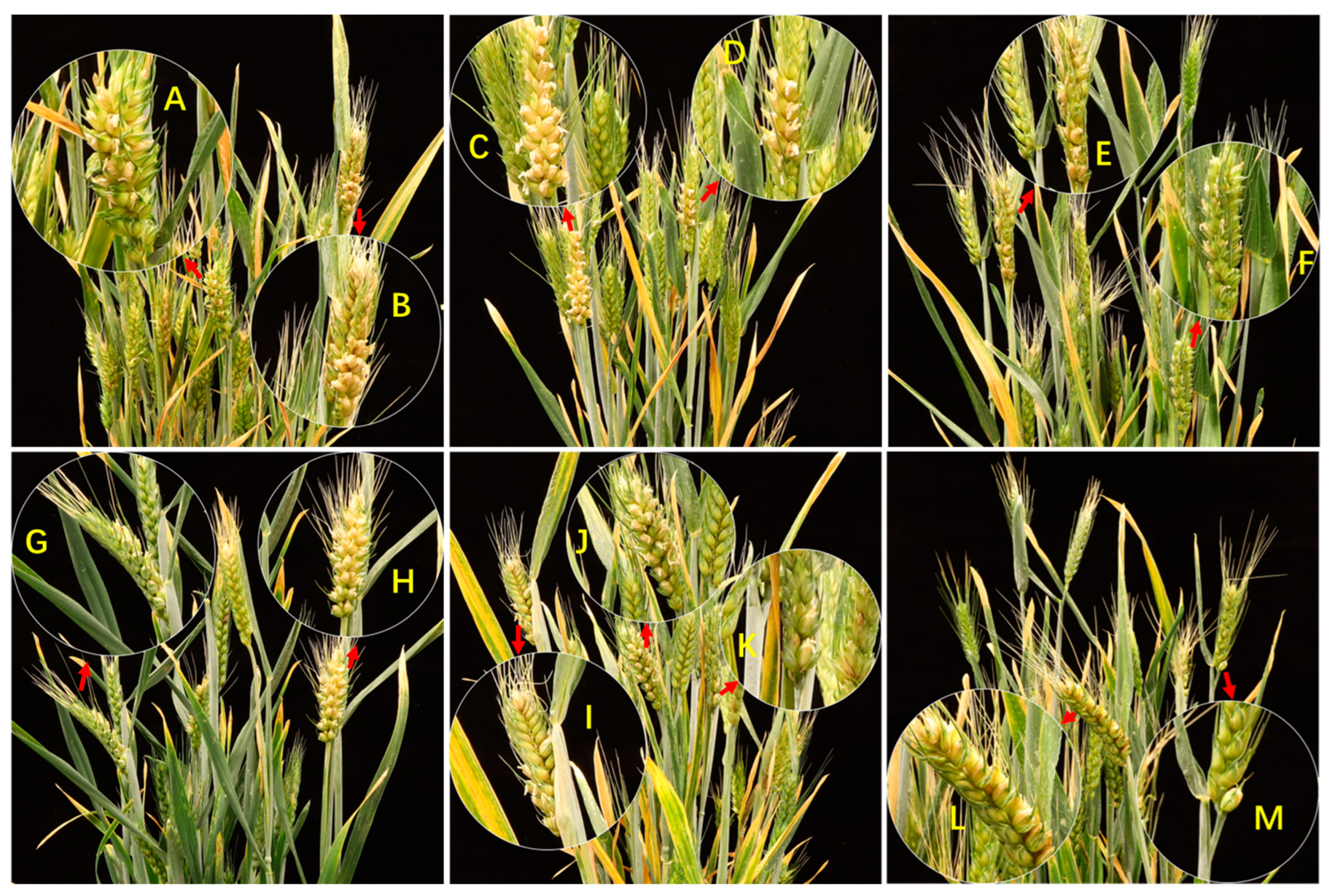 Agronomy 14 00375 g003