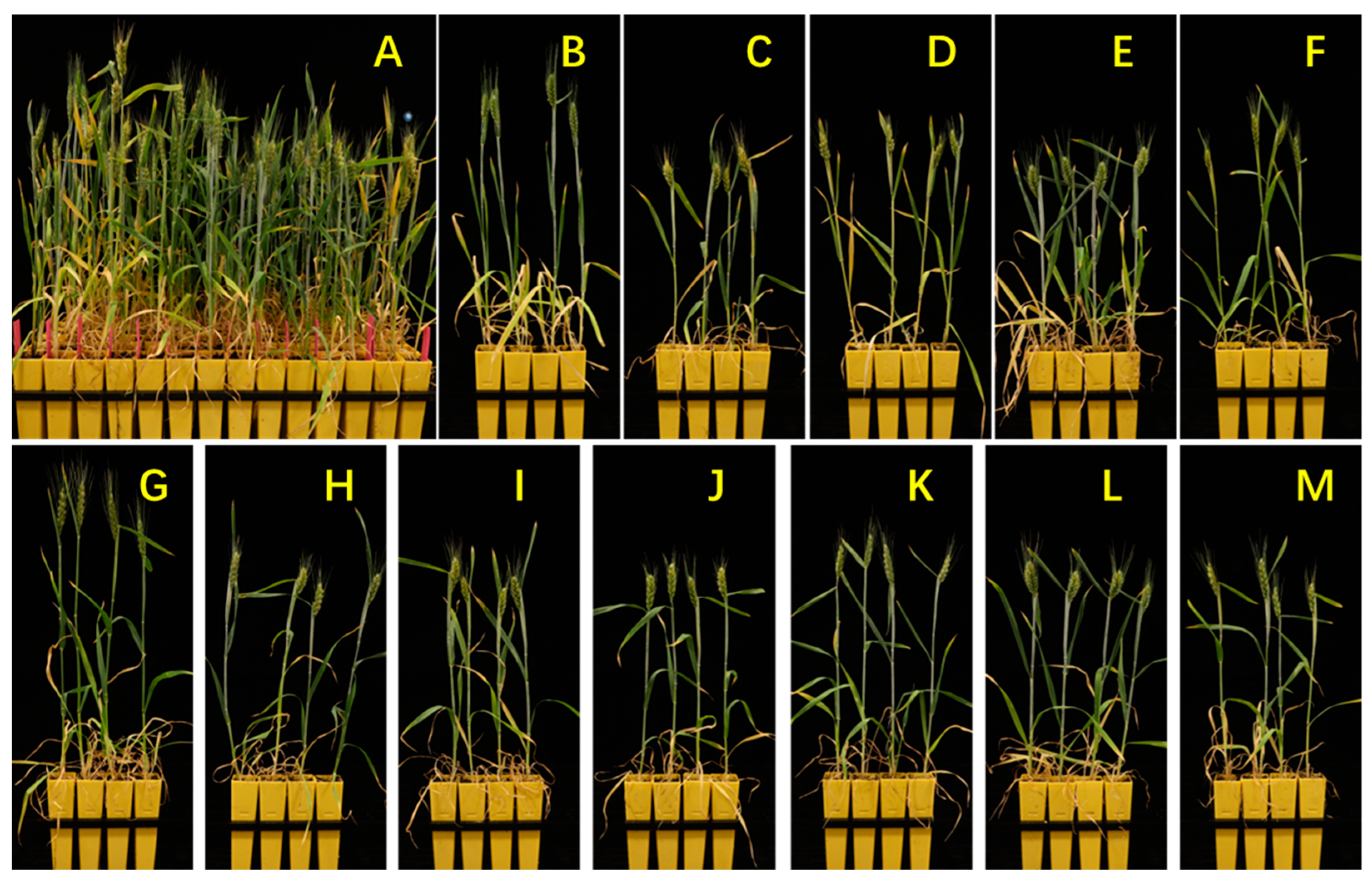 Agronomy 14 00375 g004