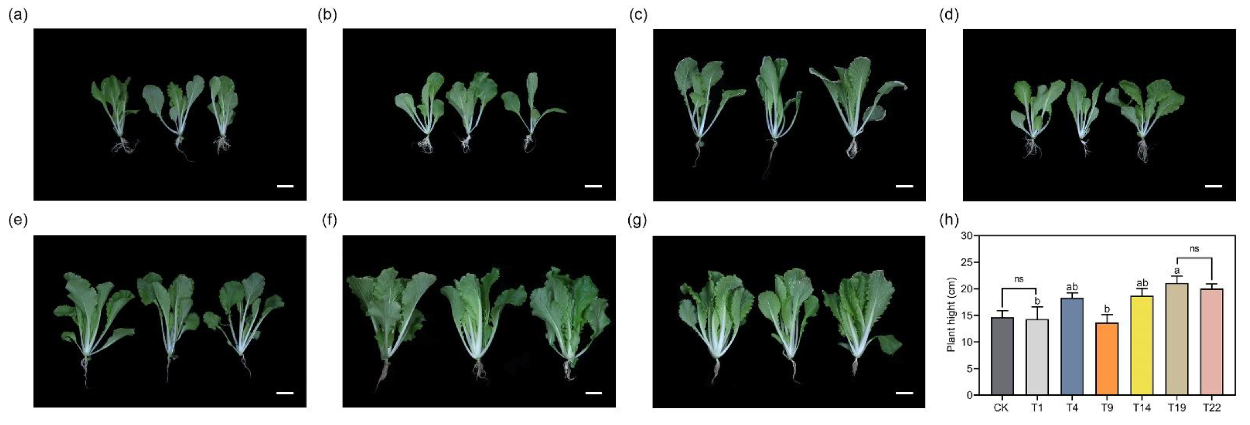 Enhanced Removal of Phosphate from Aqueous Solution Using