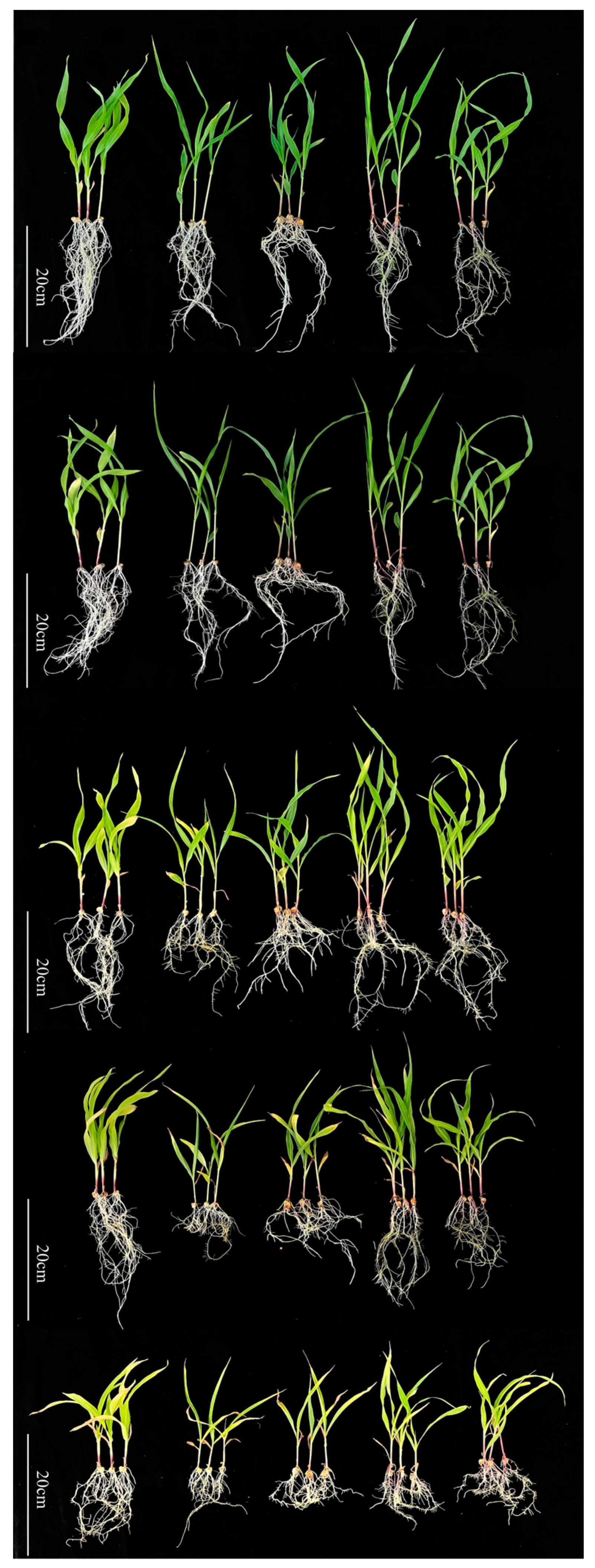 Agronomy 14 00379 g001