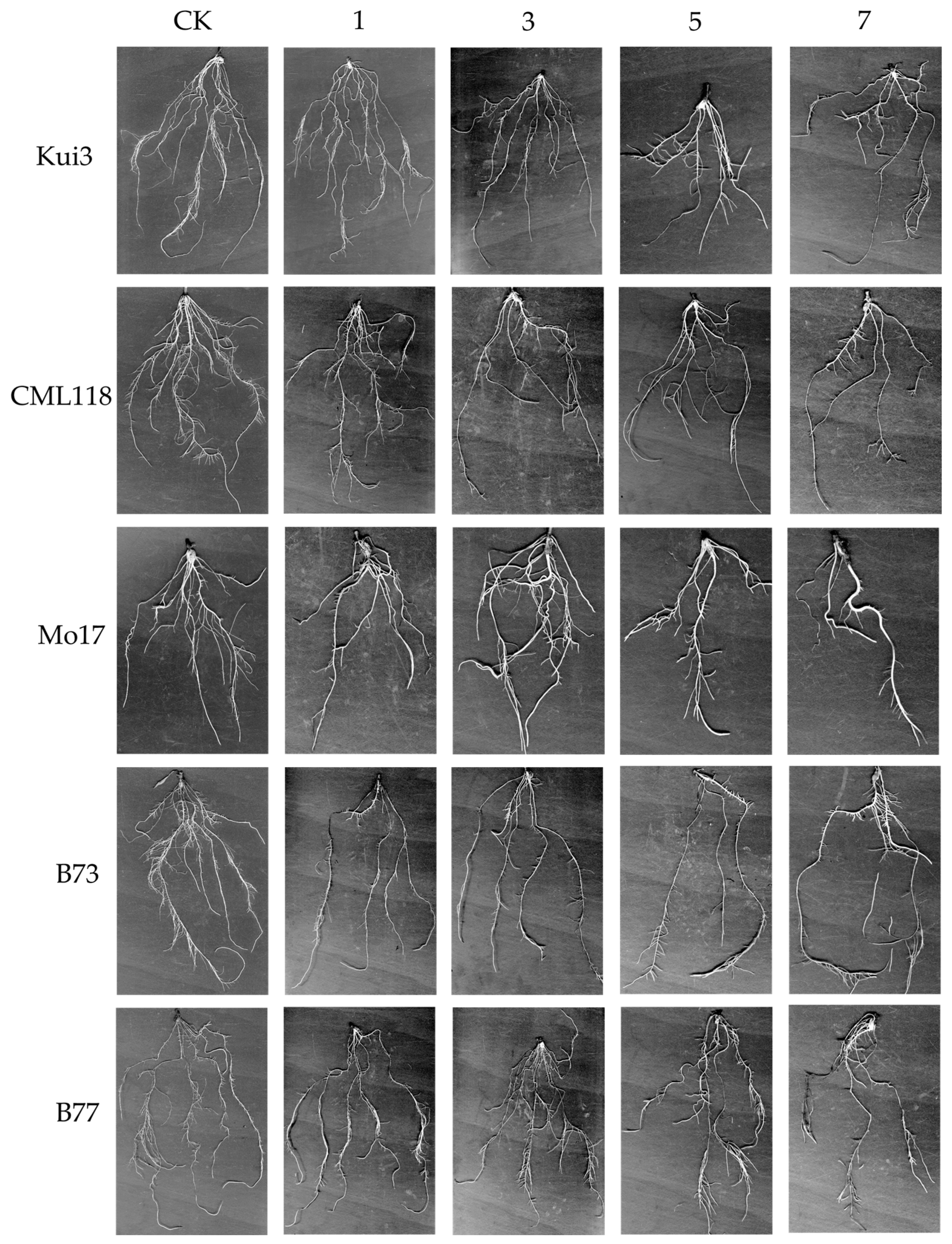 Agronomy 14 00379 g004