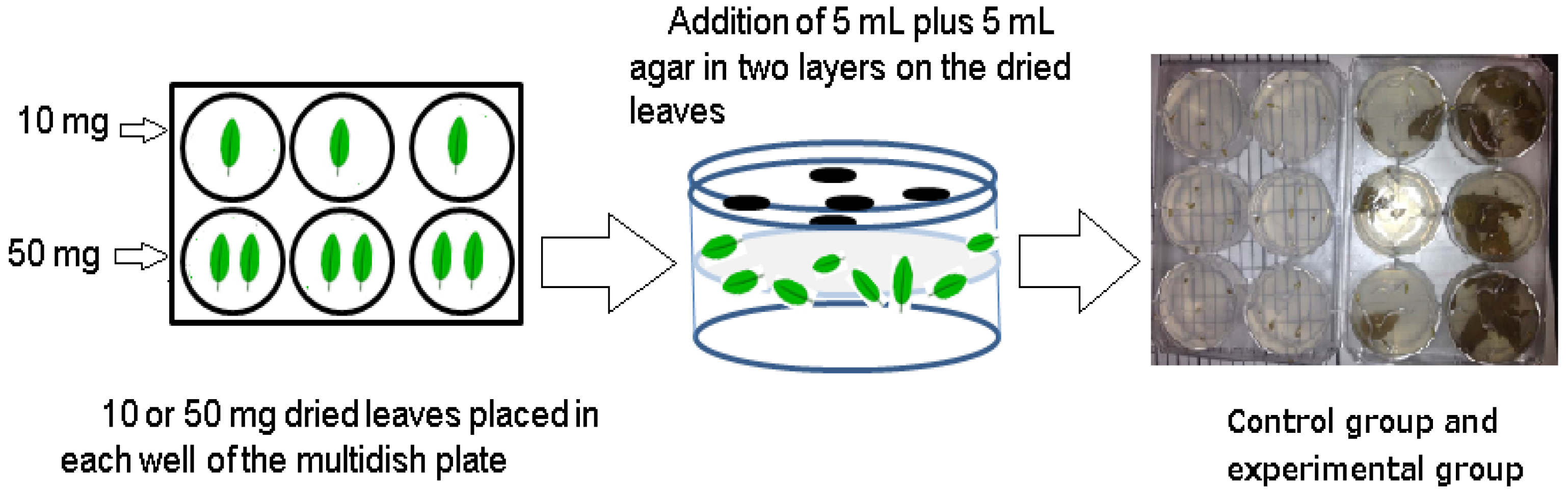 Agronomy 14 00385 g001