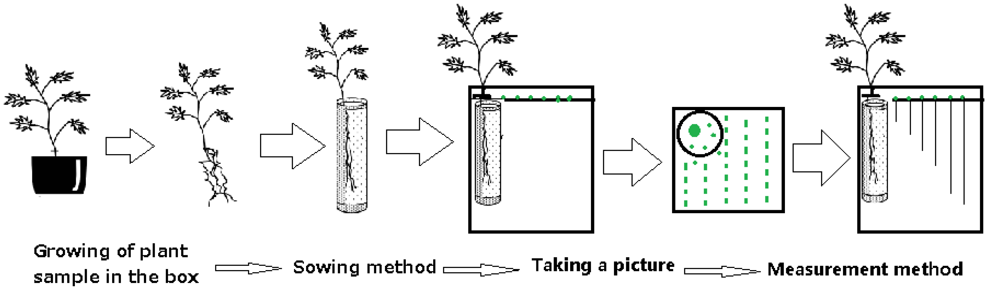 Agronomy 14 00385 g002