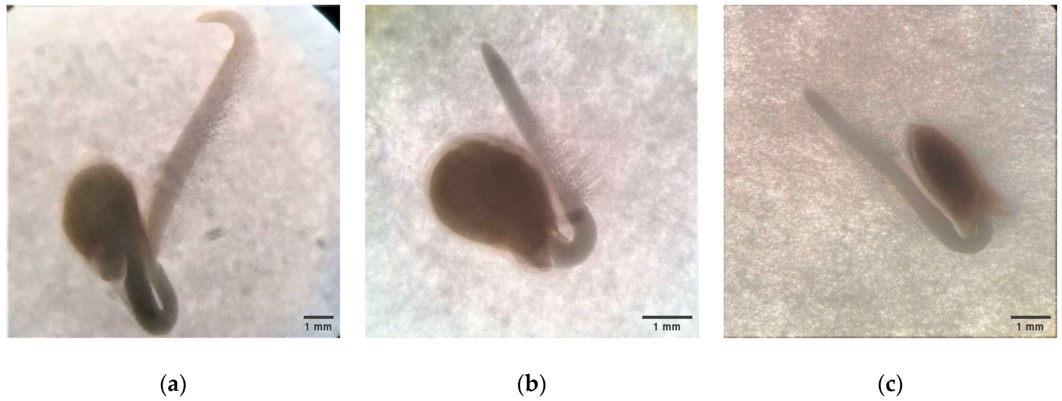 Agronomy 14 00386 g002