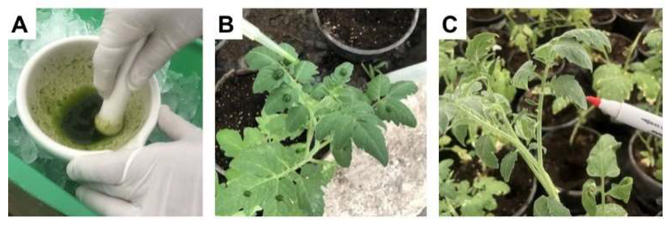 Agronomy 14 00388 g001