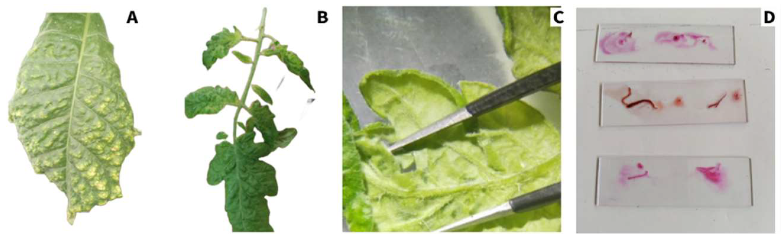 Agronomy 14 00388 g002