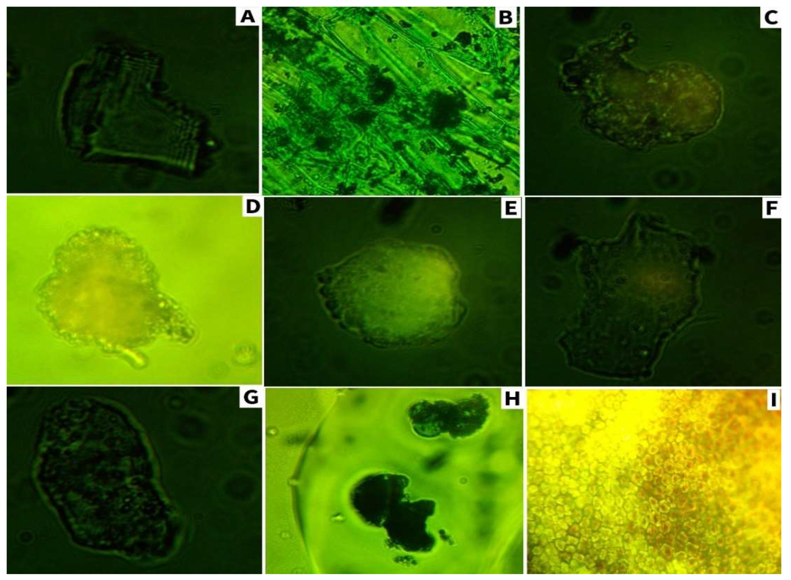 Agronomy 14 00388 g009
