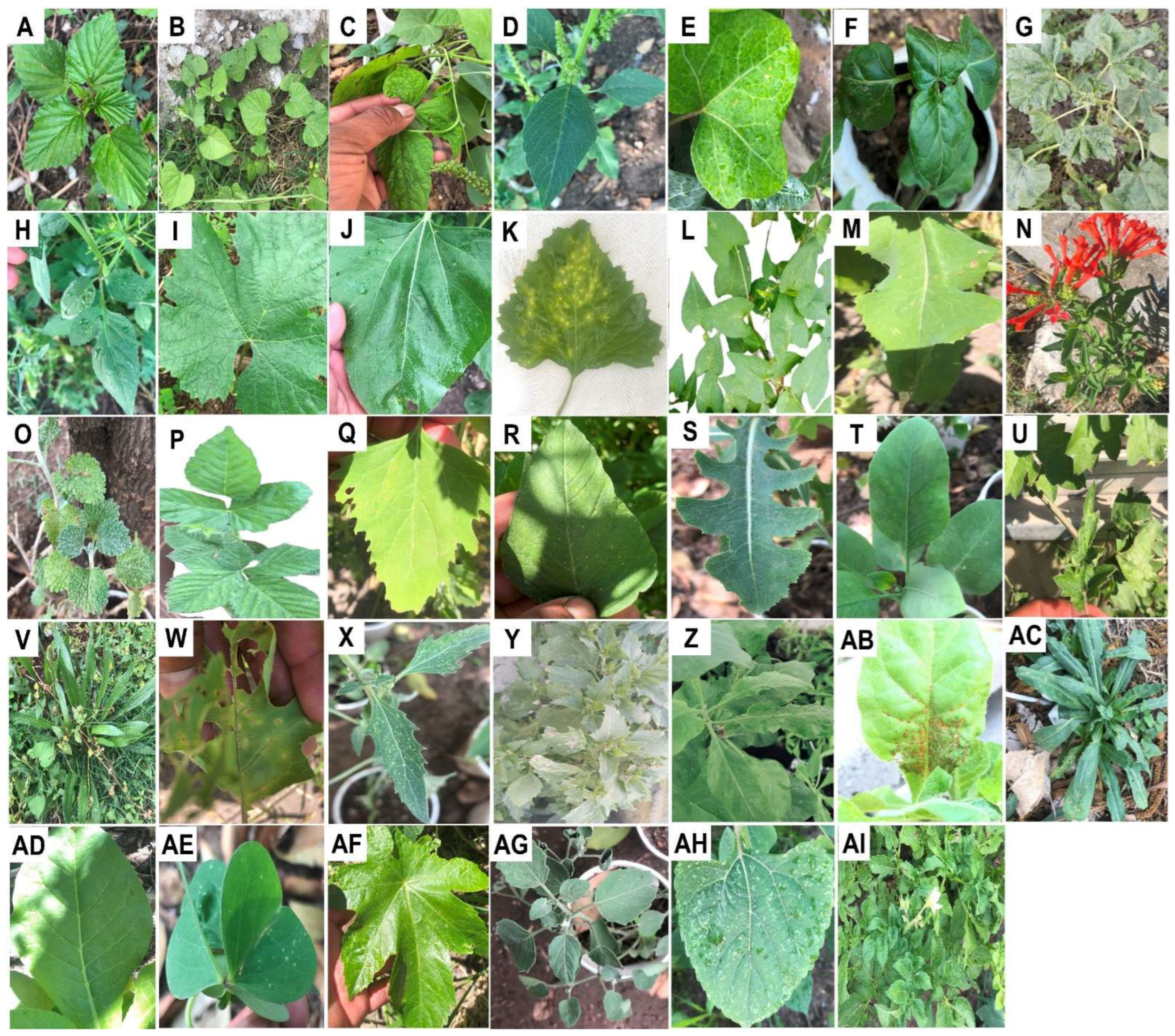 Agronomy 14 00388 g010