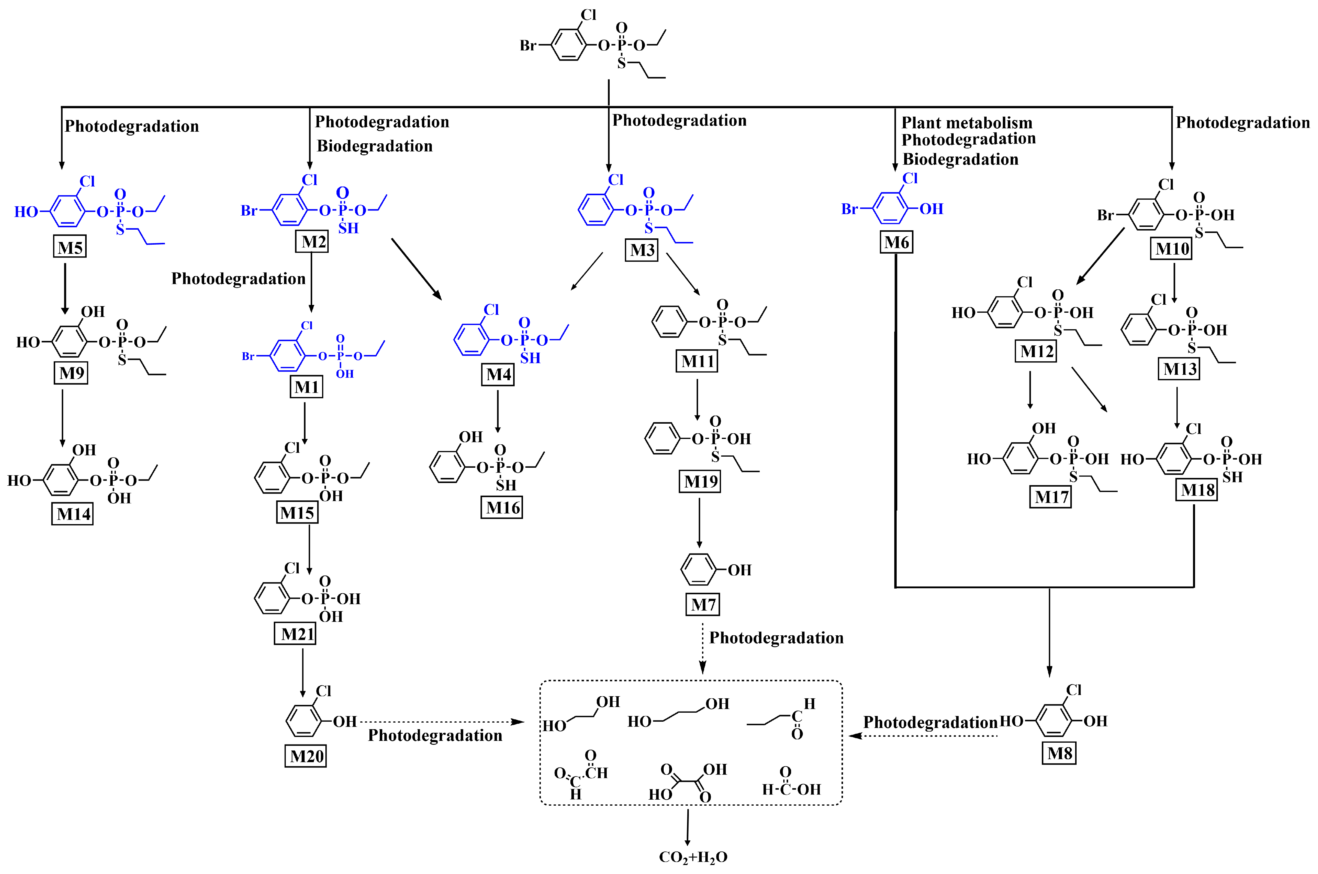 Agronomy 14 00399 g001