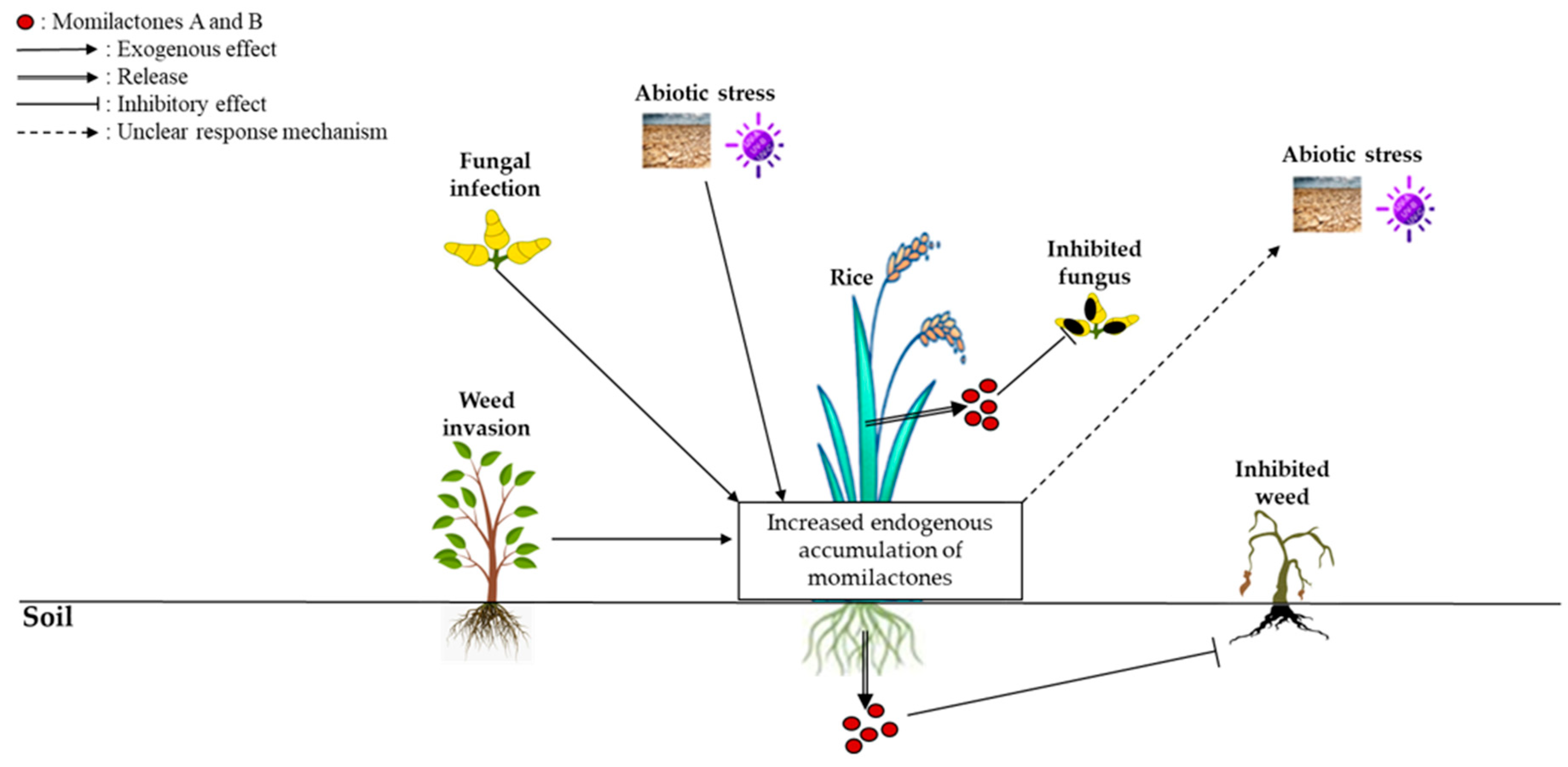 Agronomy 14 00405 g001 Agronomy 14 00405 g001