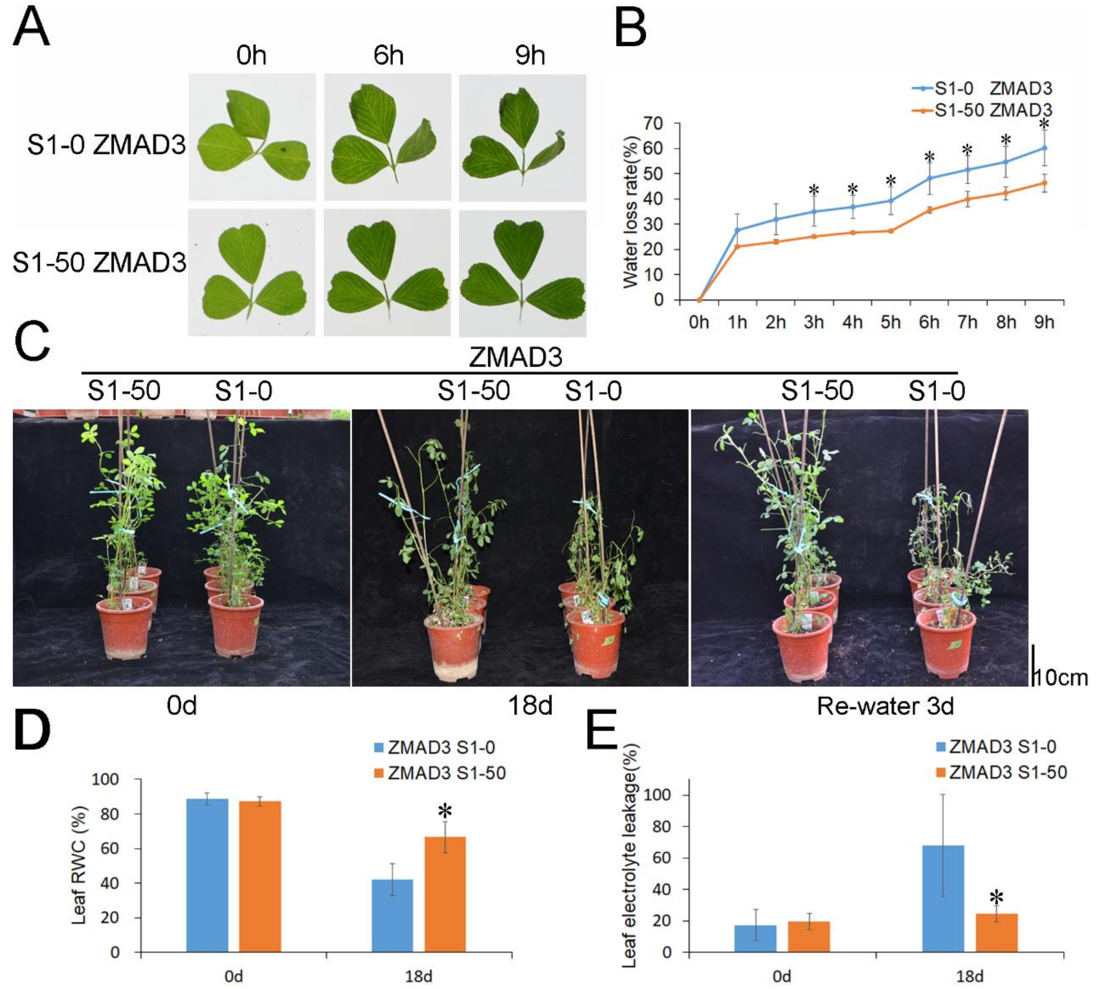 Agronomy 14 00406 g002