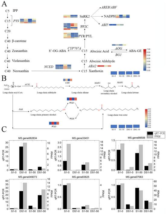 Transcriptome Analysis Reveals the Vital Role of ABA Plays