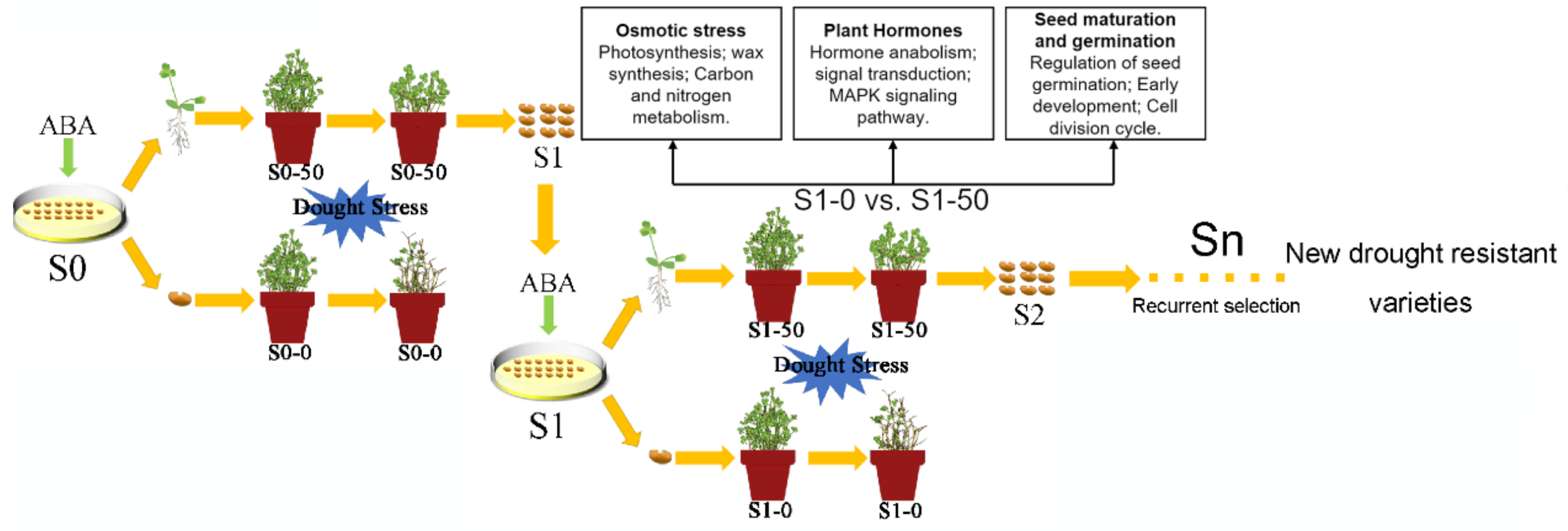 Agronomy 14 00406 g006