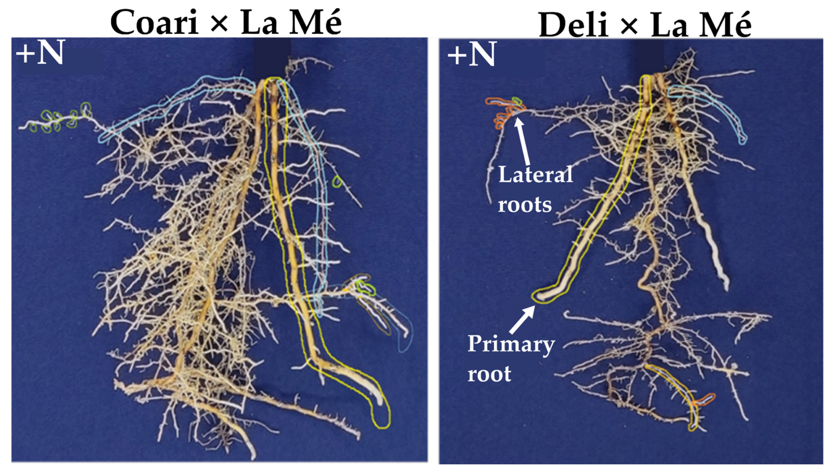 Agronomy 14 00409 g002
