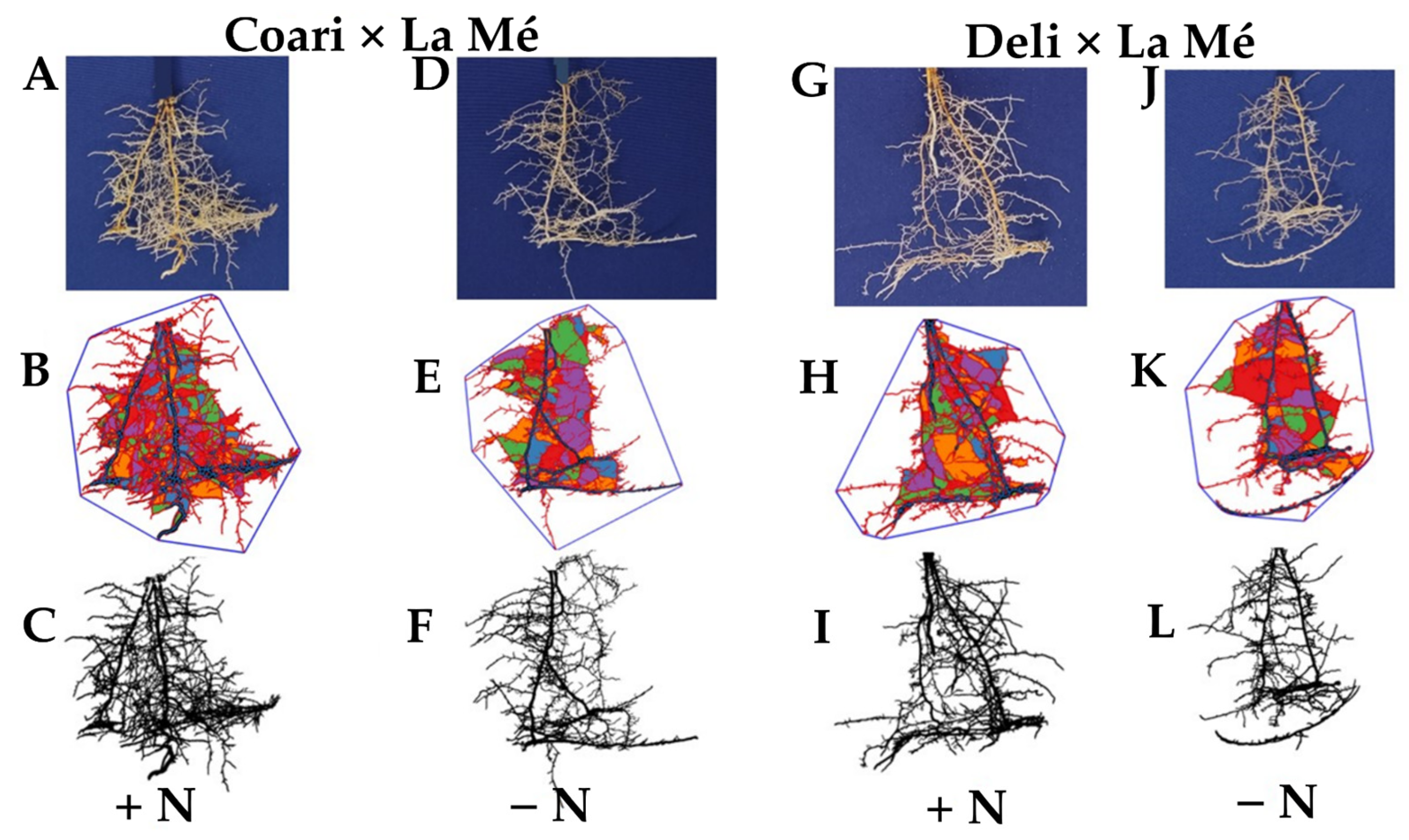 Agronomy 14 00409 g003
