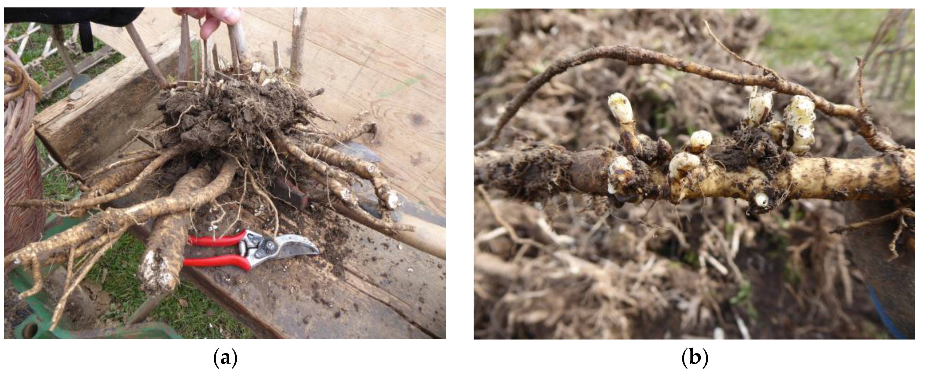 Agronomy 14 00411 g002