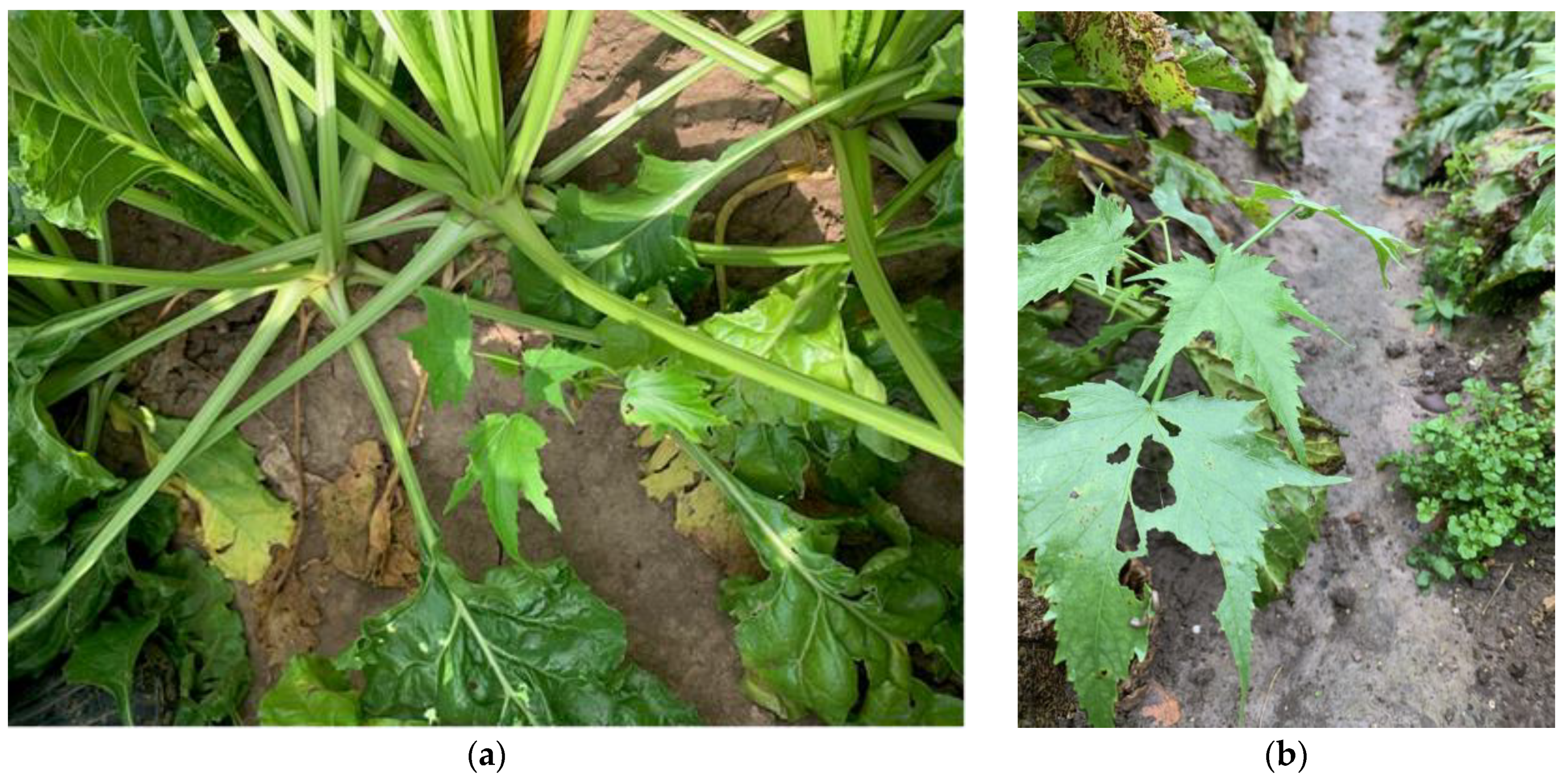 Agronomy 14 00411 g003