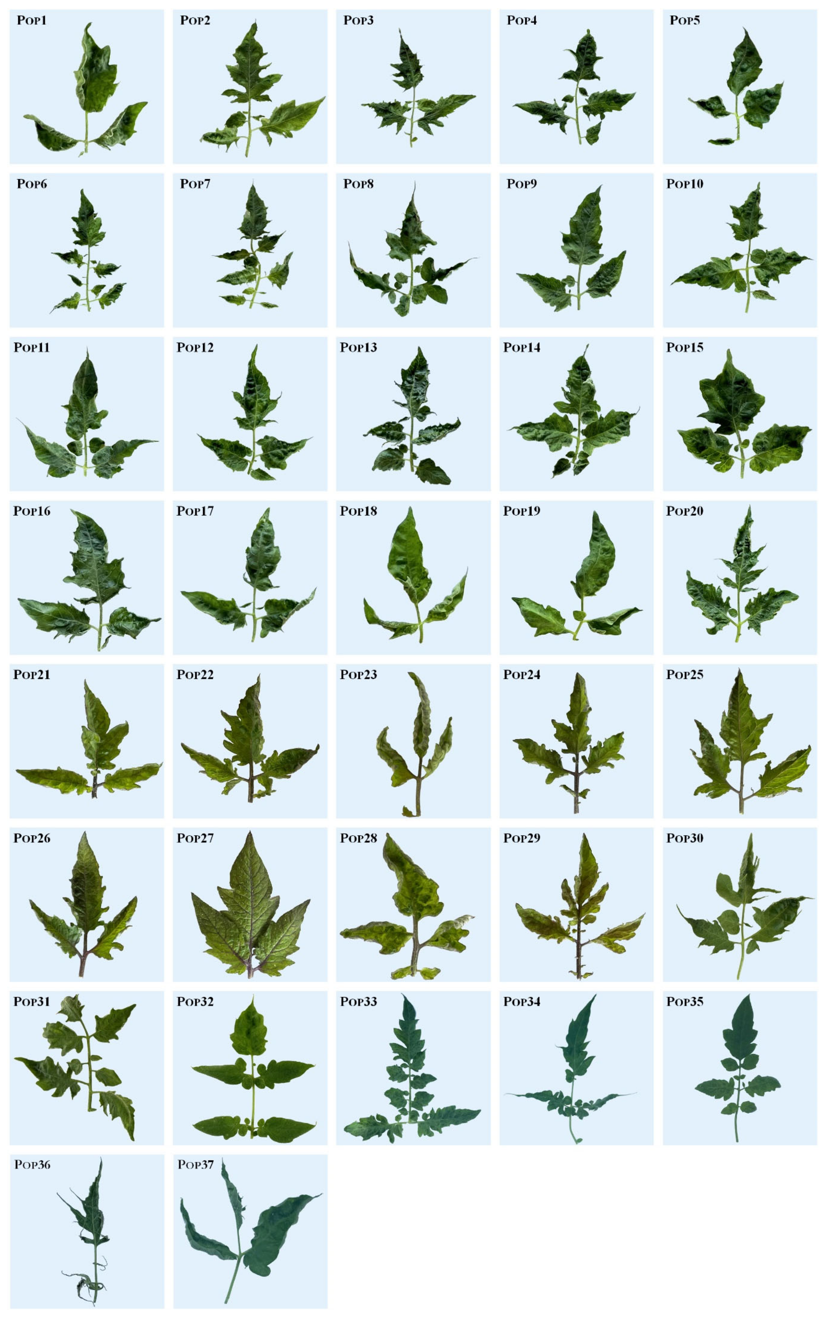 Agronomy 14 00412 g002