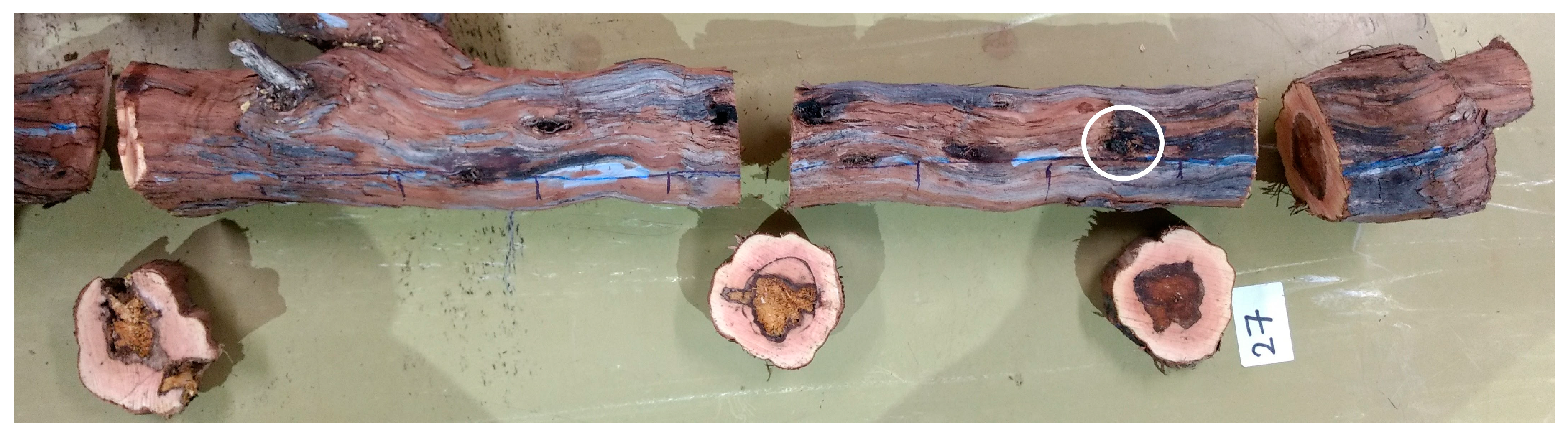 Agronomy 14 00425 g004