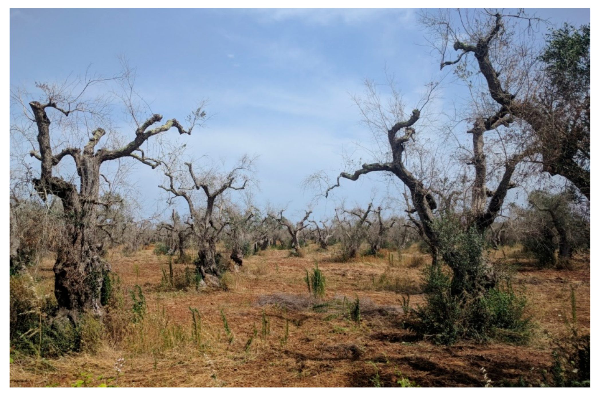 Agronomy 14 00431 g009