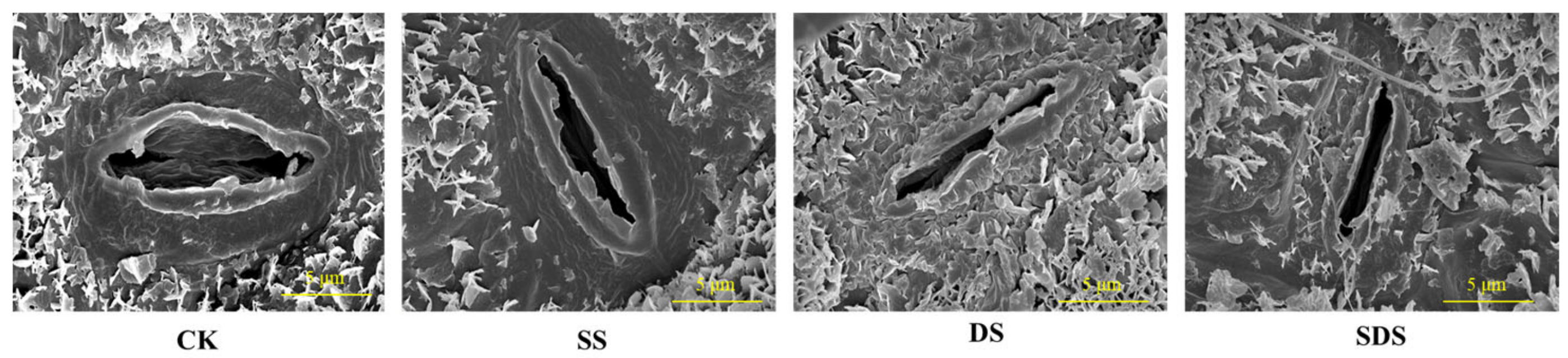 Agronomy 14 00439 g005 Agronomy 14 00439 g005