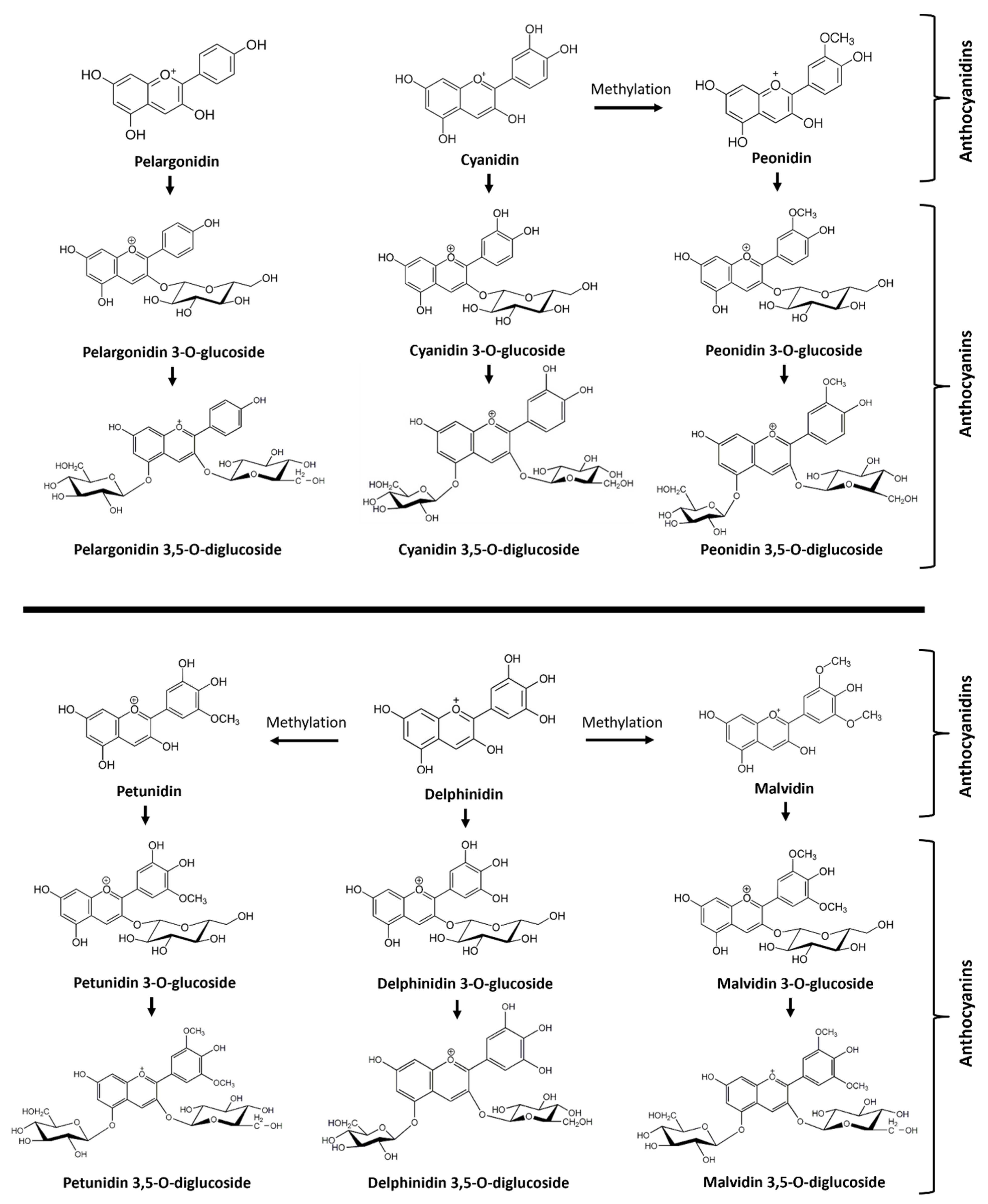 Agronomy 14 00442 g001