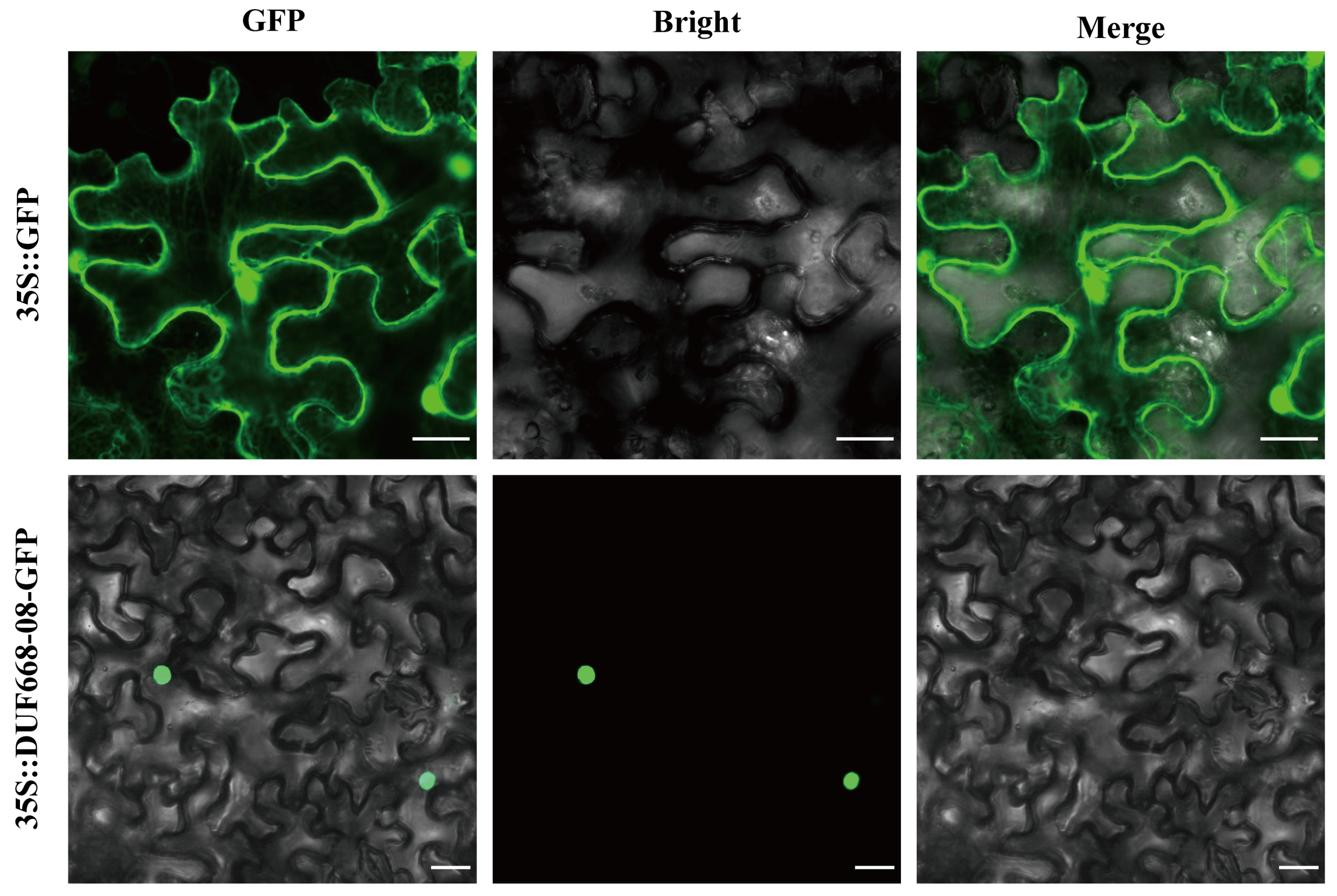 Agronomy 14 00445 g009