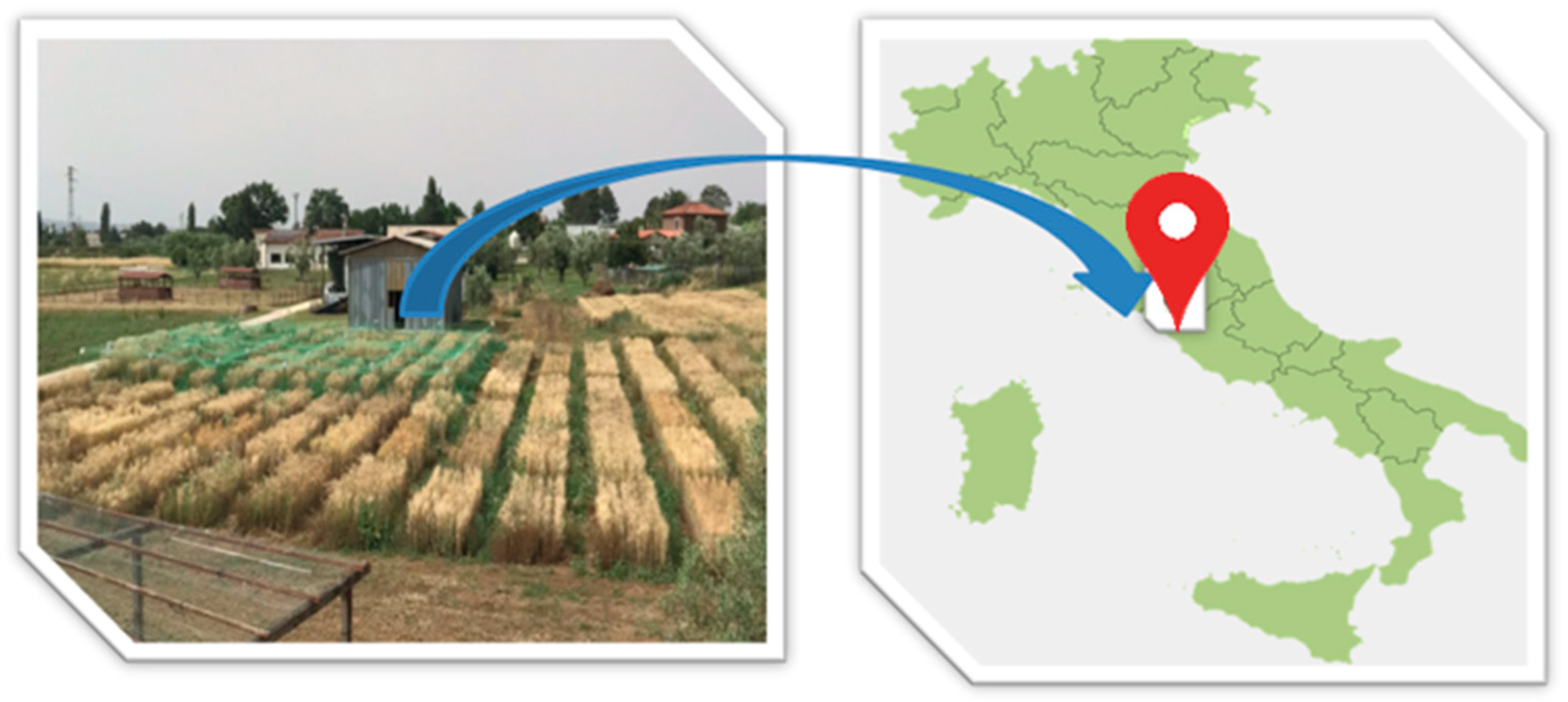 Agronomy 14 00458 g001