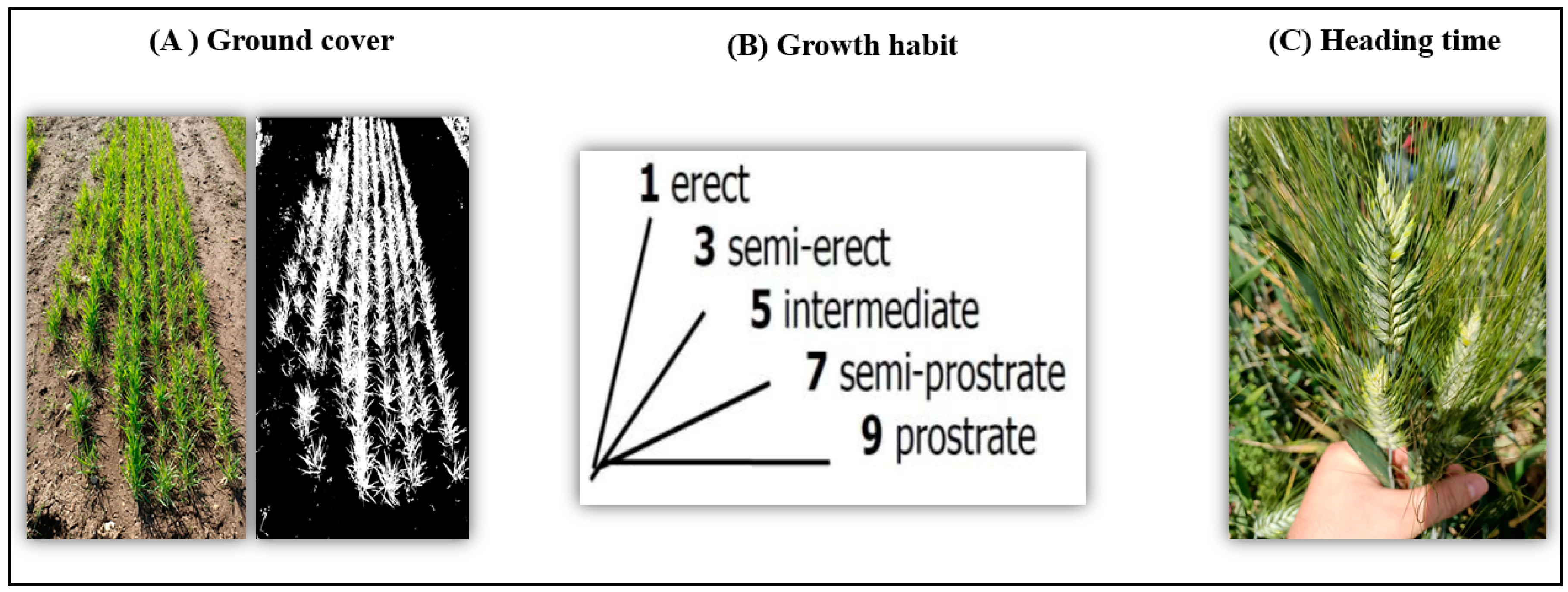 Agronomy 14 00458 g002
