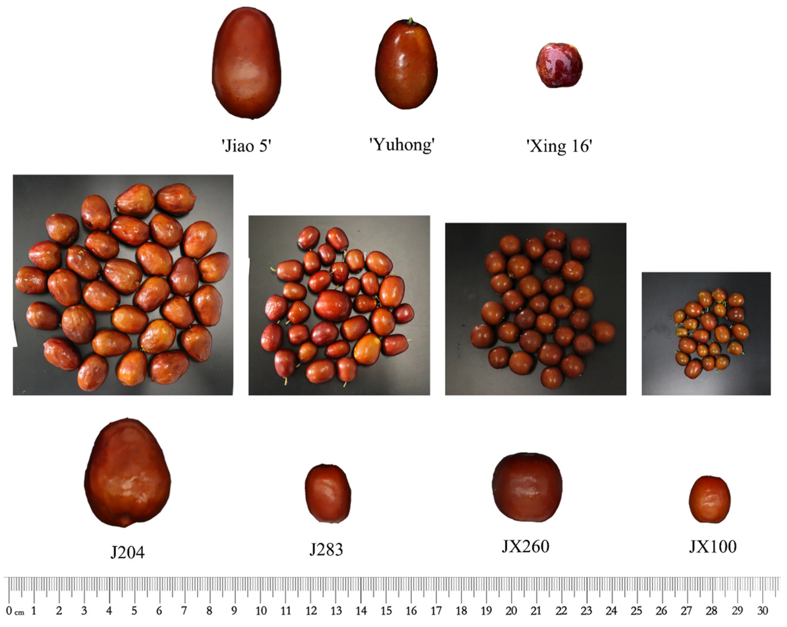 【新発売】 Comparison and Genetic Variation Analysis of Important Fruit ニンテンドー3DS/2DS