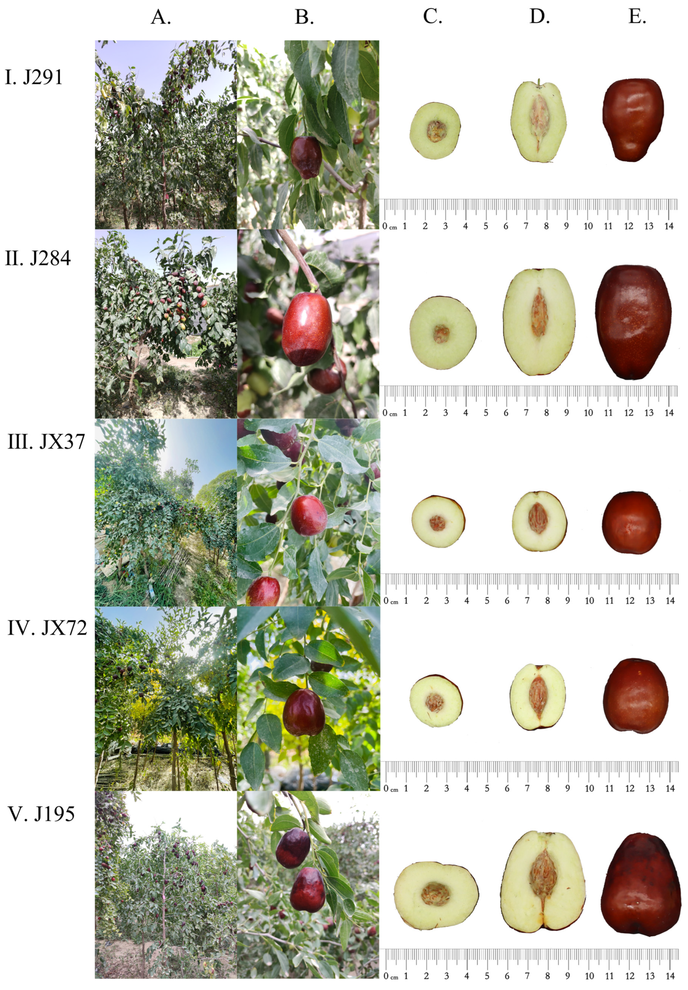 Agronomy 14 00459 g005a