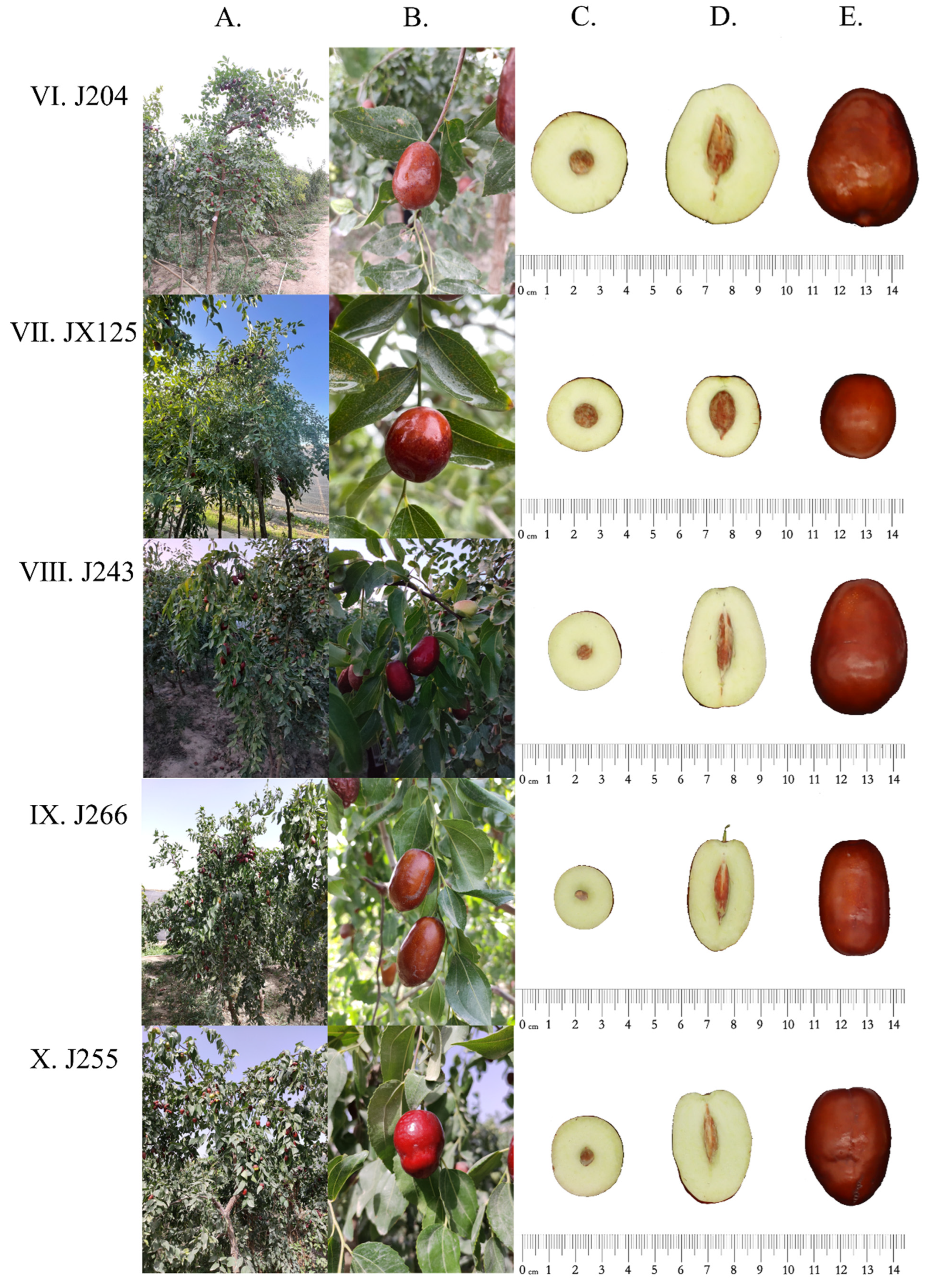 Agronomy 14 00459 g005b