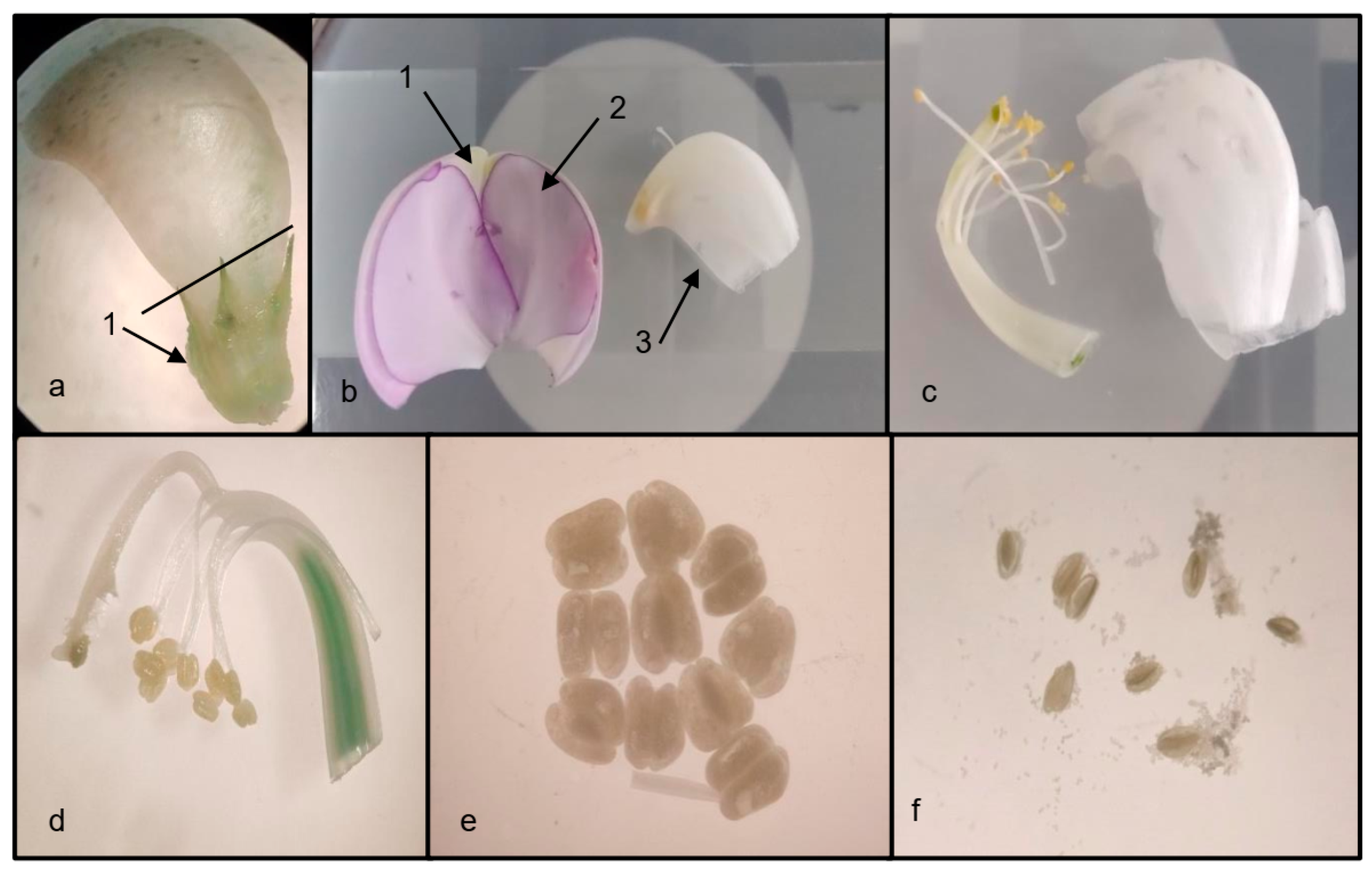 Agronomy 14 00463 g001
