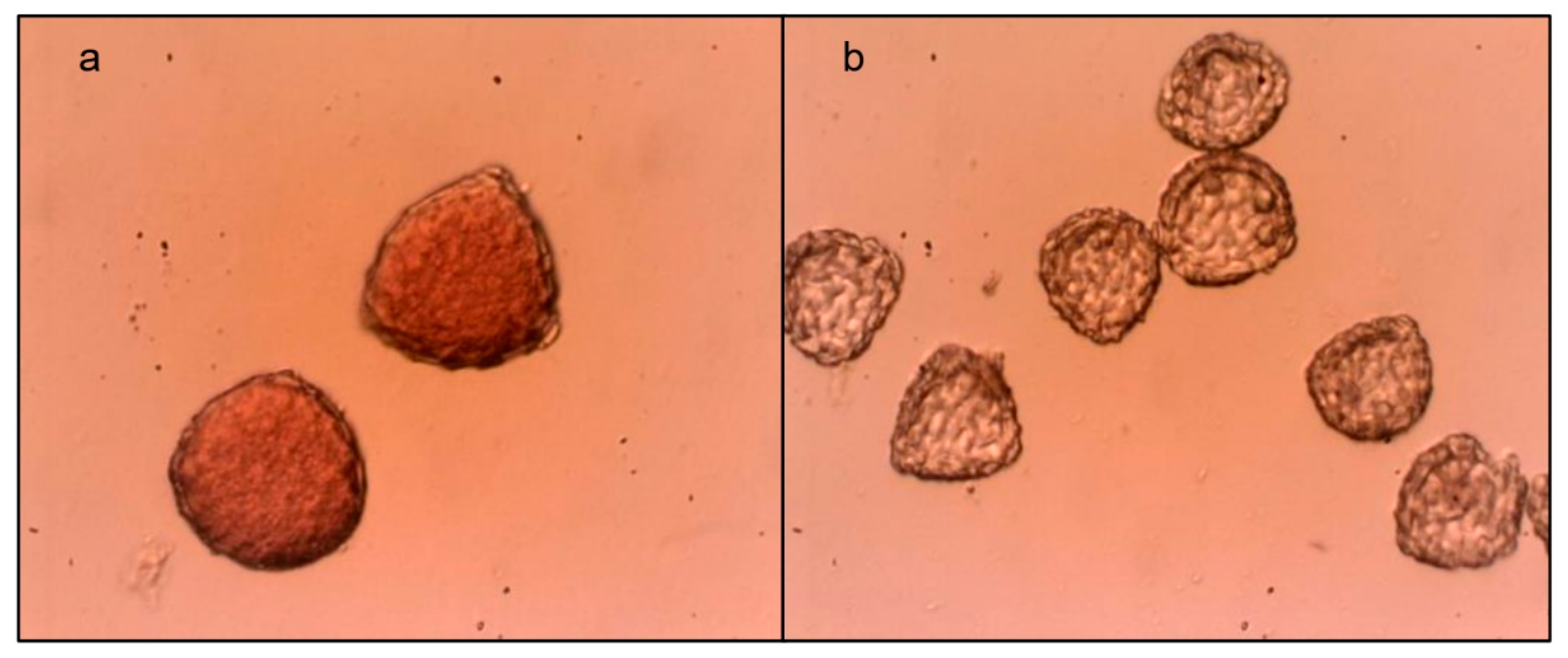 Agronomy 14 00463 g002