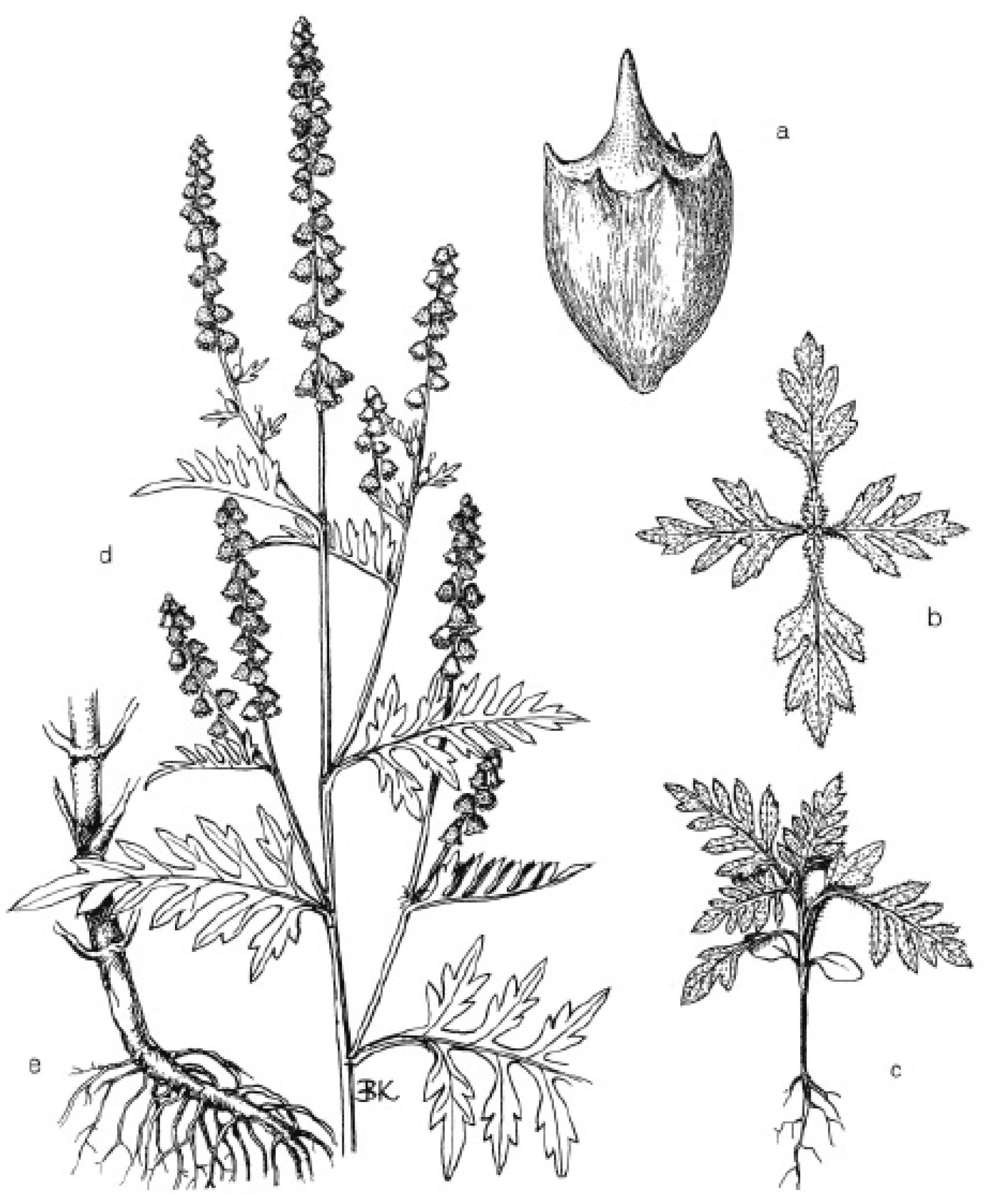 Agronomy 14 00497 g001 Agronomy 14 00497 g001